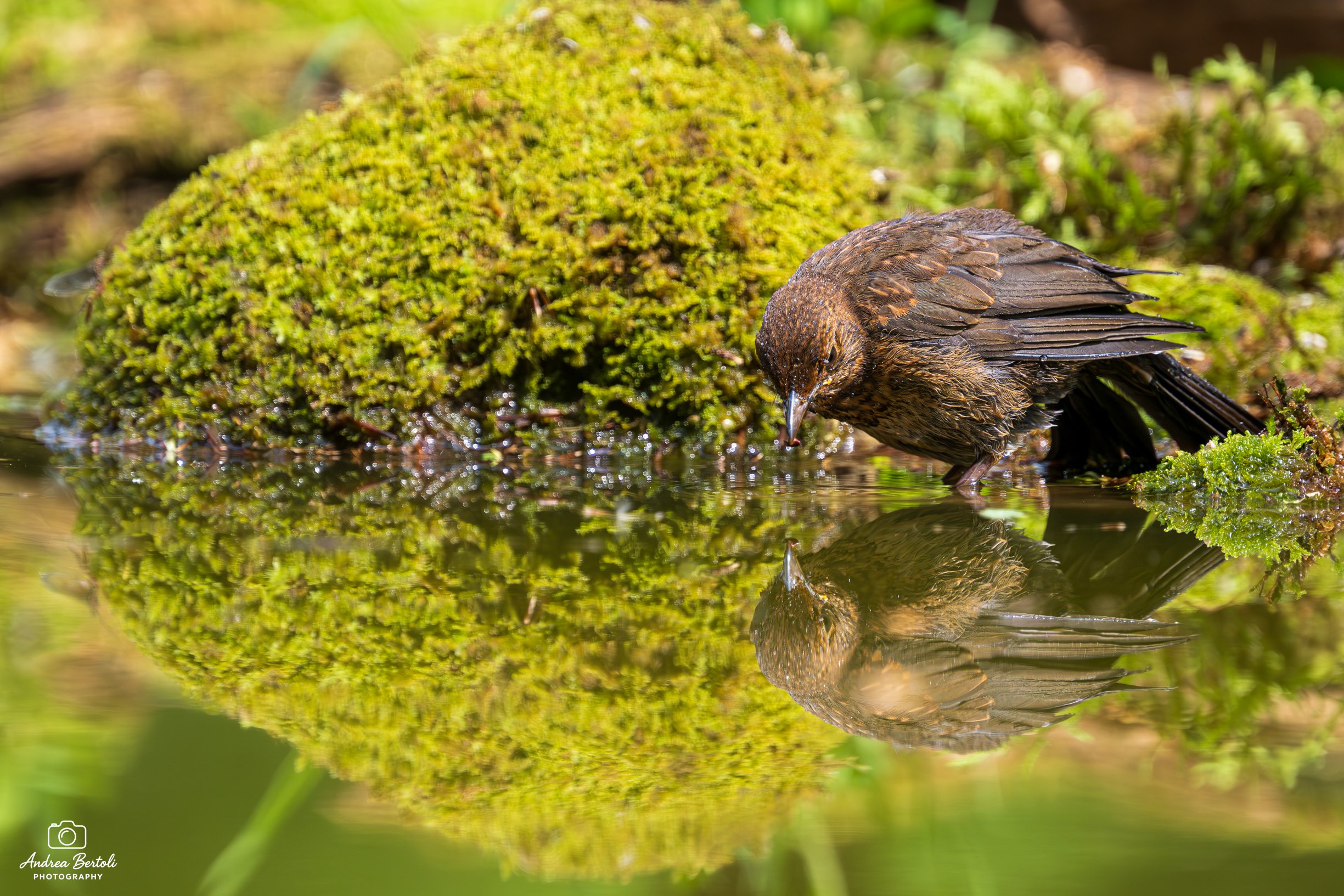 Un uccello marrone si beve dall'acqua in una pozza, circondato da muschi verdi, con il suo riflesso visibile nell'acqua.
