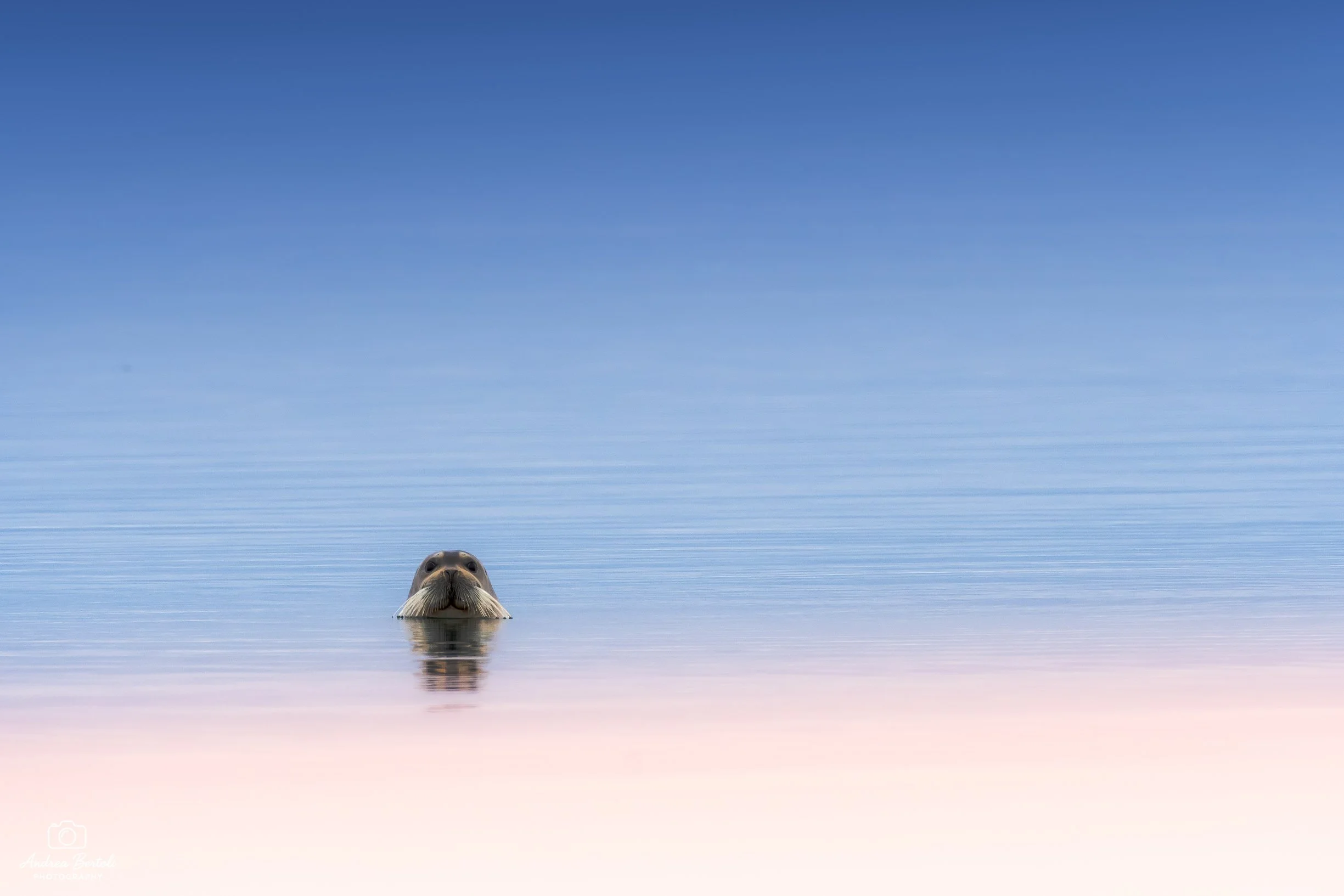 Una foca che emerge dall'acqua, con il muso rivolto verso l'alto e il cielo chiaro sullo sfondo.