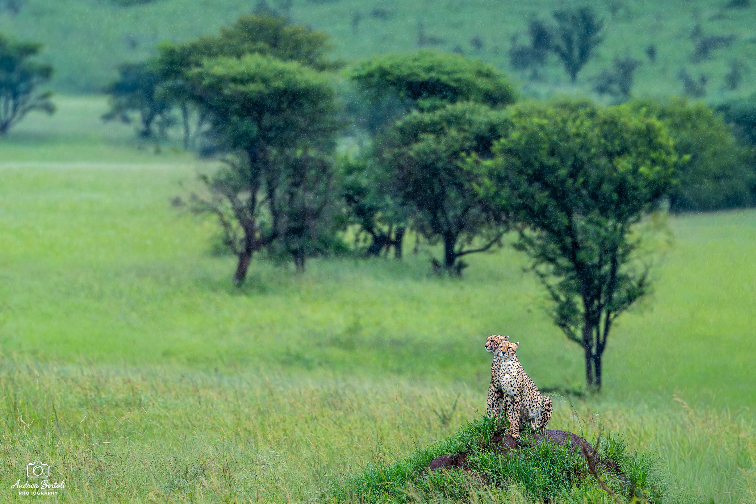 Scenario di savana africana con due ghepardi sulla roccia in primo piano e alberi sparsamente distribuiti sullo sfondo, visibile sotto la pioggia.