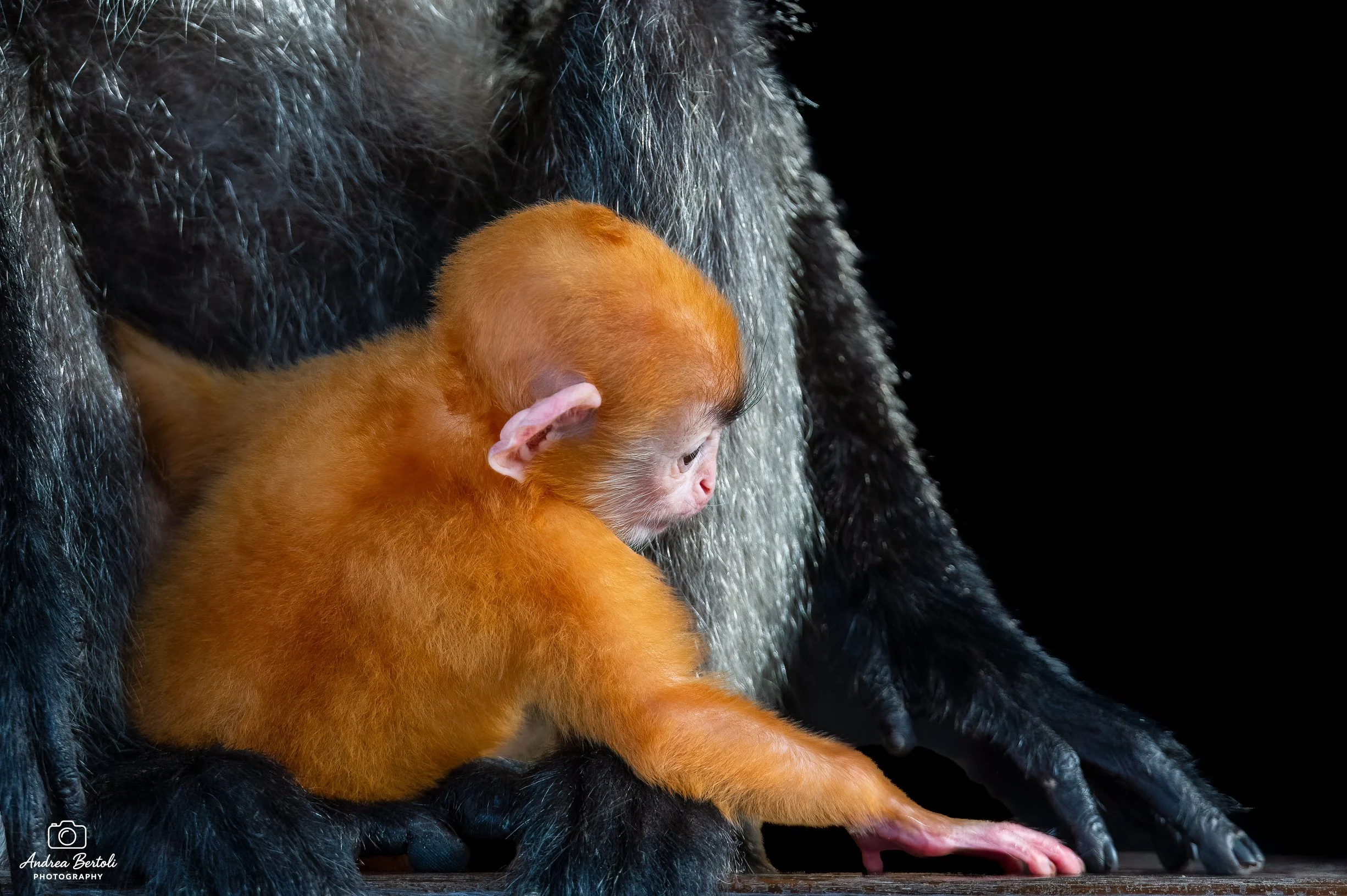 Cucciolo di François’ langur con pelo dorato che si arrampica sulla madre, il loro pelo è nero e grigio, sfondo nero.