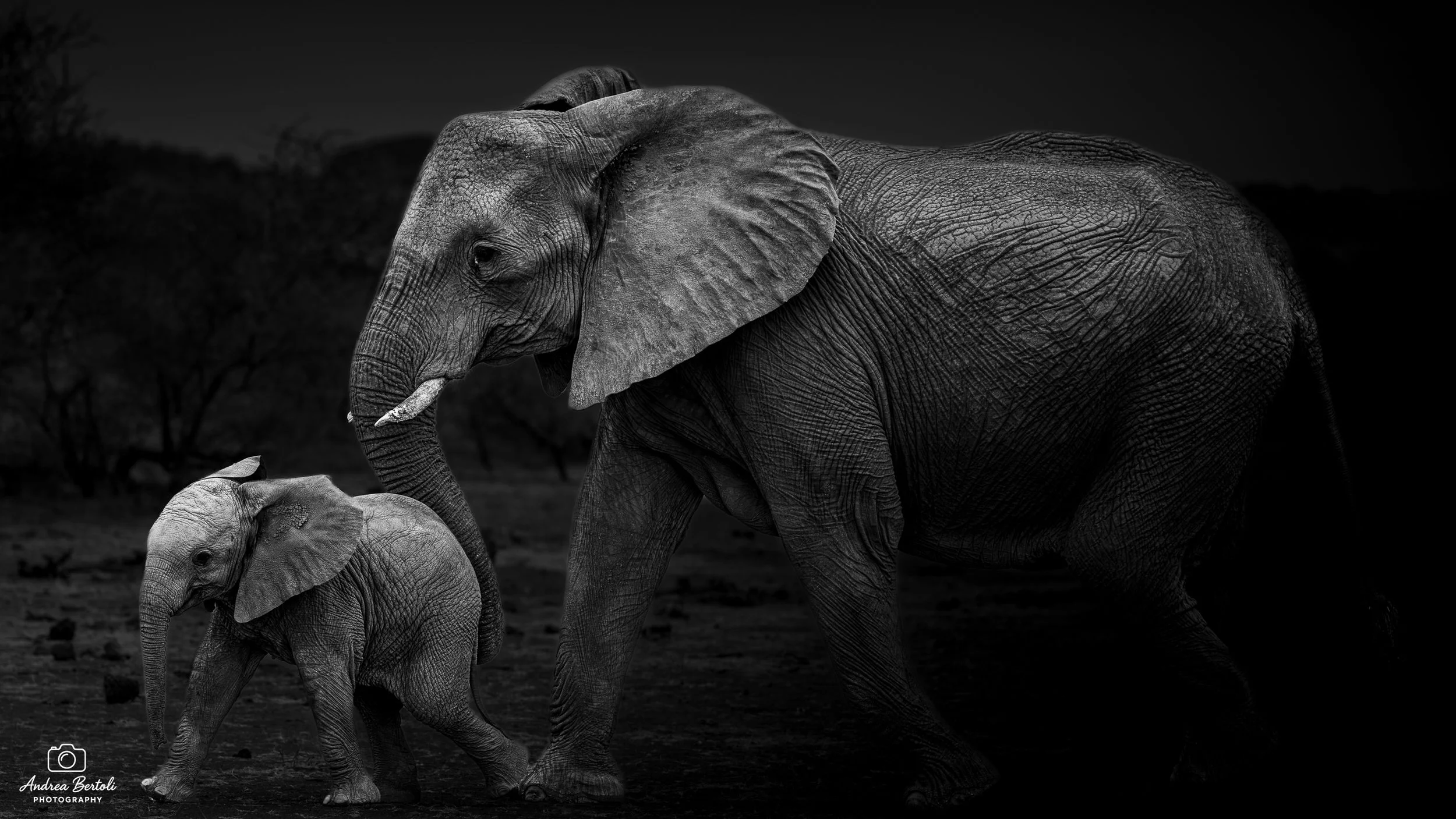 Un elefante e un cucciolo di elefante in un paesaggio naturale al tramonto, in bianco e nero.