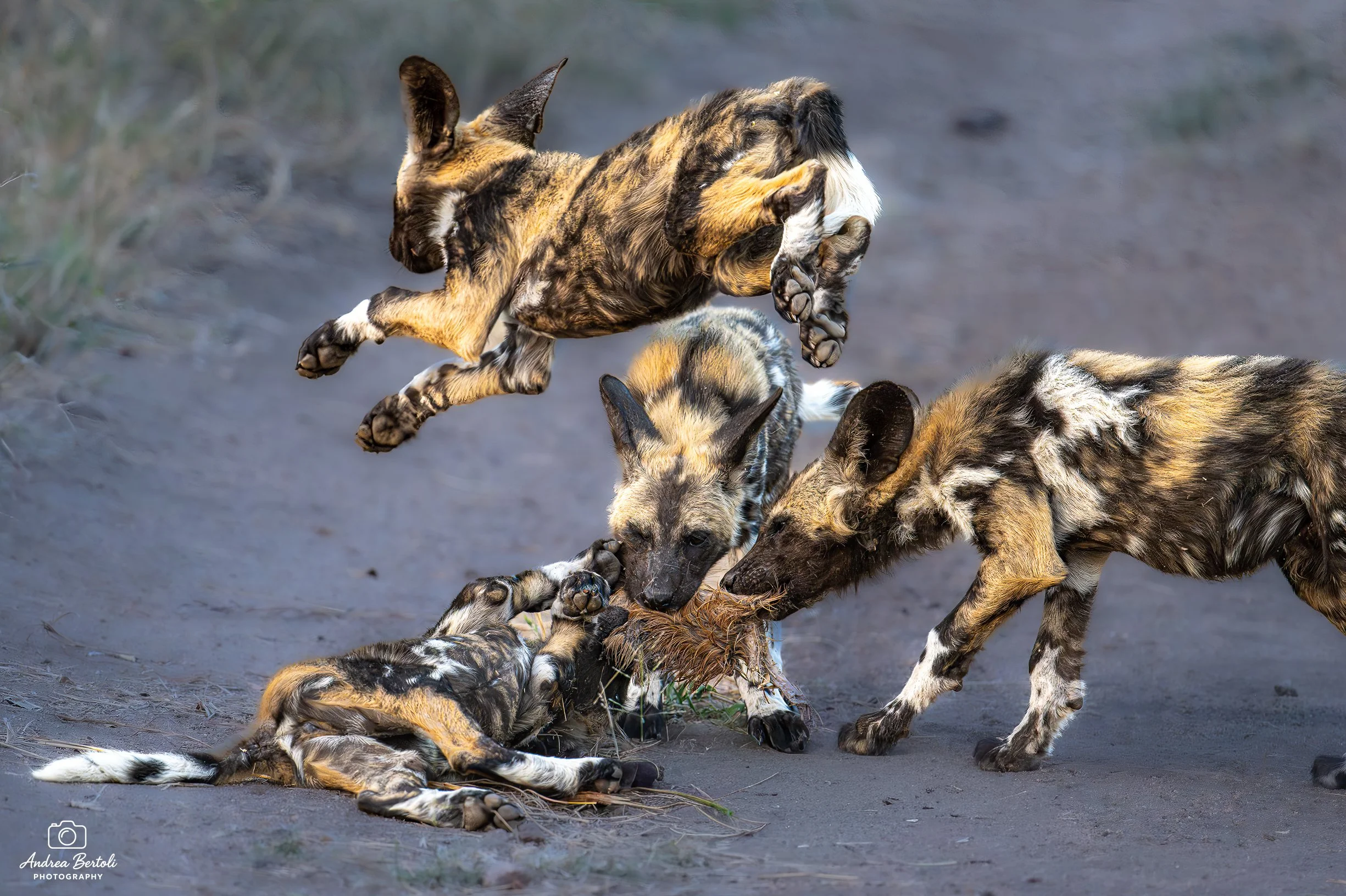 Cuccioli di licaone che giocano e si accoppiano su un terreno sabbioso.