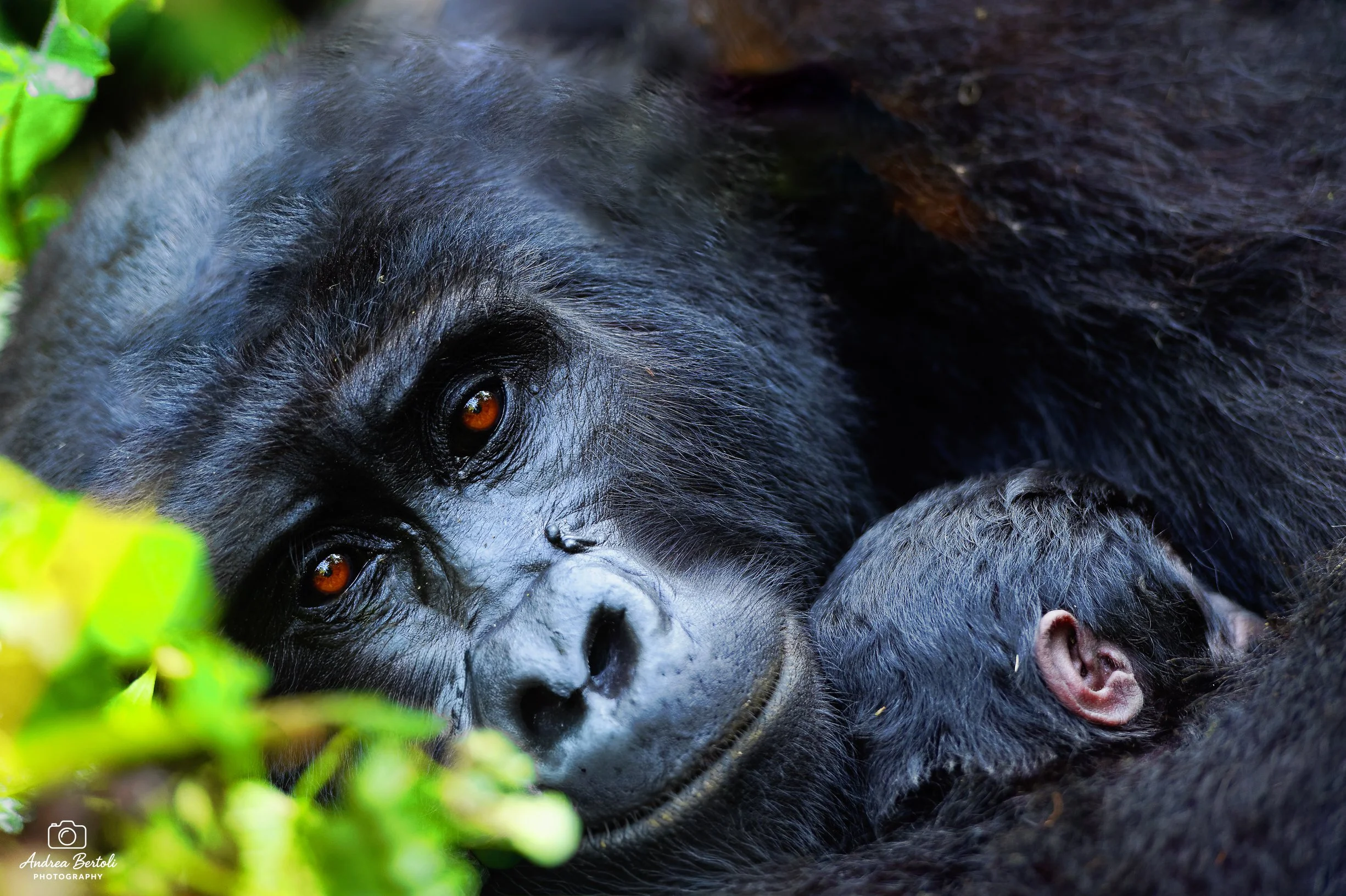Adulto di gorilla femmina che abbraccia il suo piccolo.