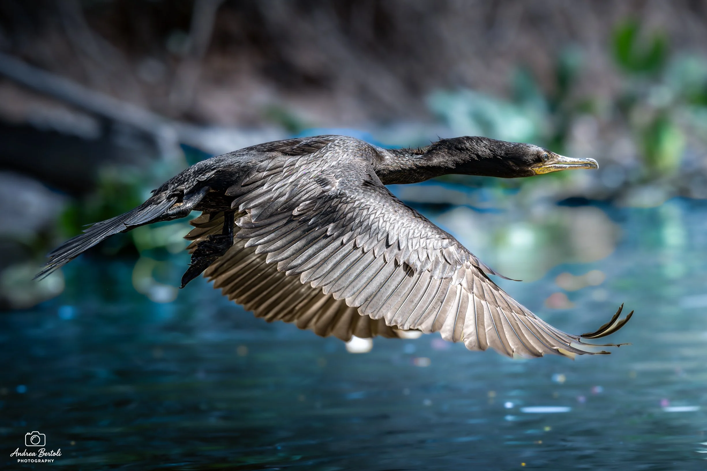 Un Cormorano Comune in volo sopra l'acqua, con ali spiegate e becco lungo. Sfondo sfocato con tonalità di blu e verde.
