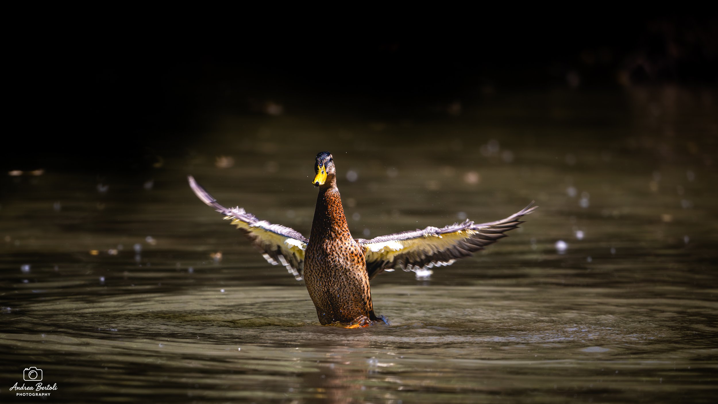Un'anatra si trova in acqua con le ali aperte, con uno sfondo scuro e acqua riflettente.