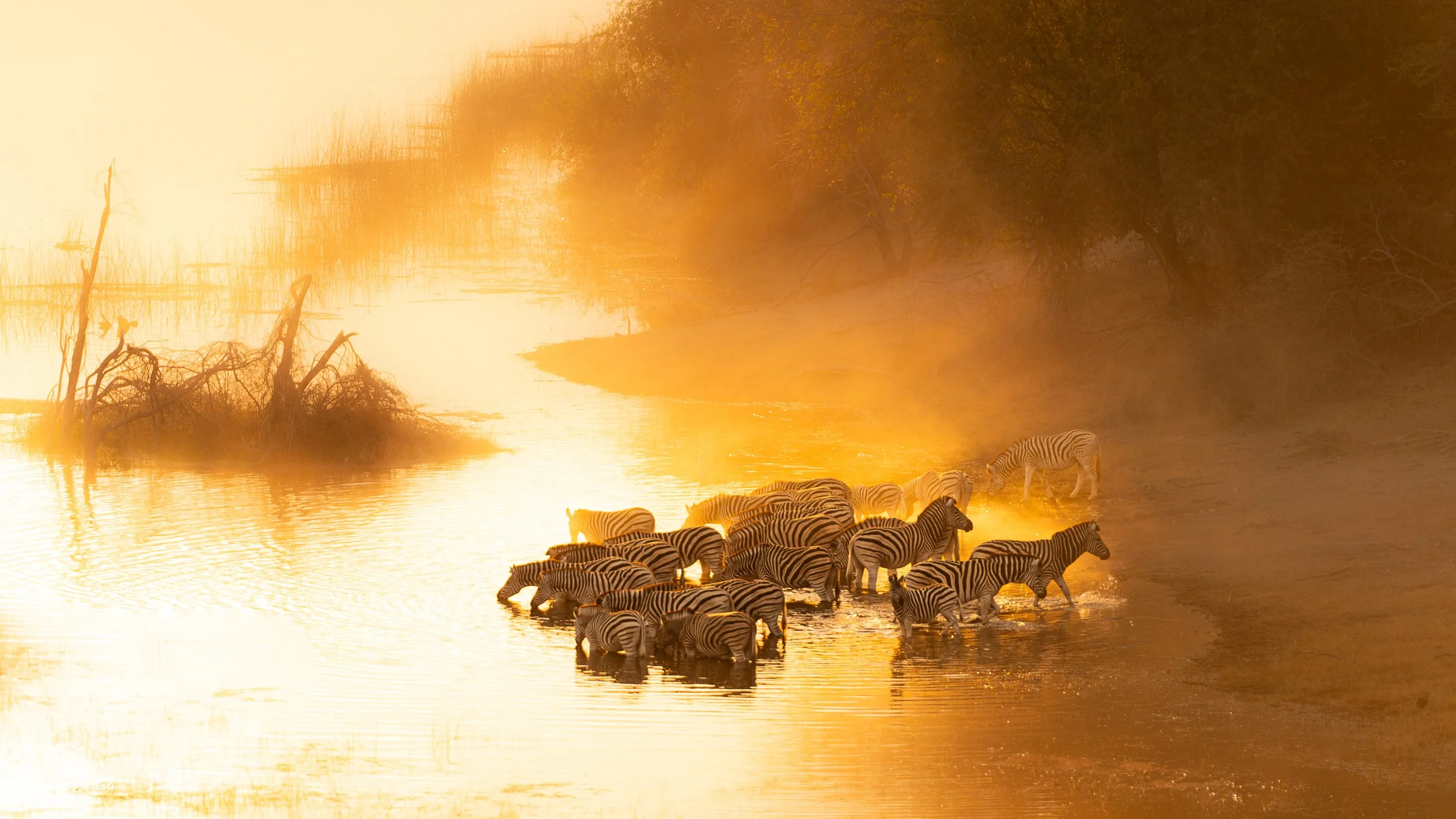 Zebre che si abbeverano nel fiume Boteti al tramonto con alberi e nebbia