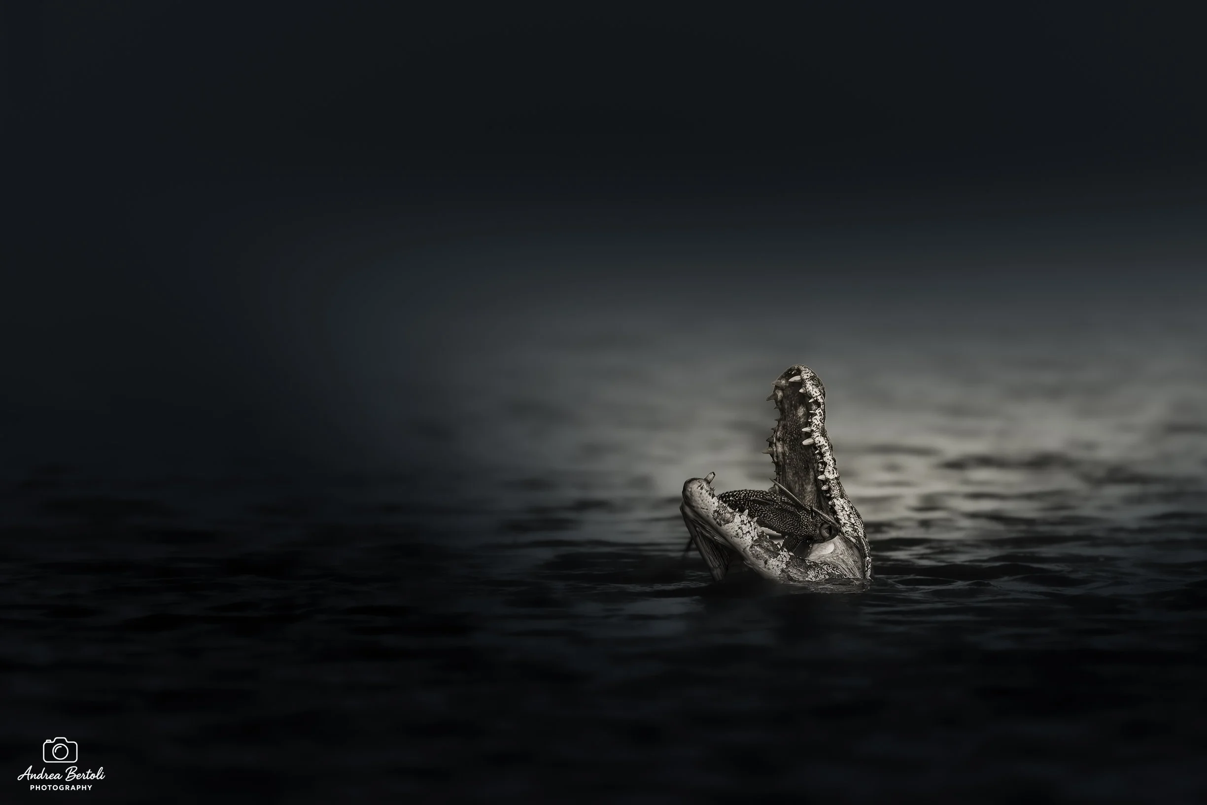 Un coccodrillo emergente dall'acqua con un pappagallo sulla sua testa, sfondo scuro e acqua calma.