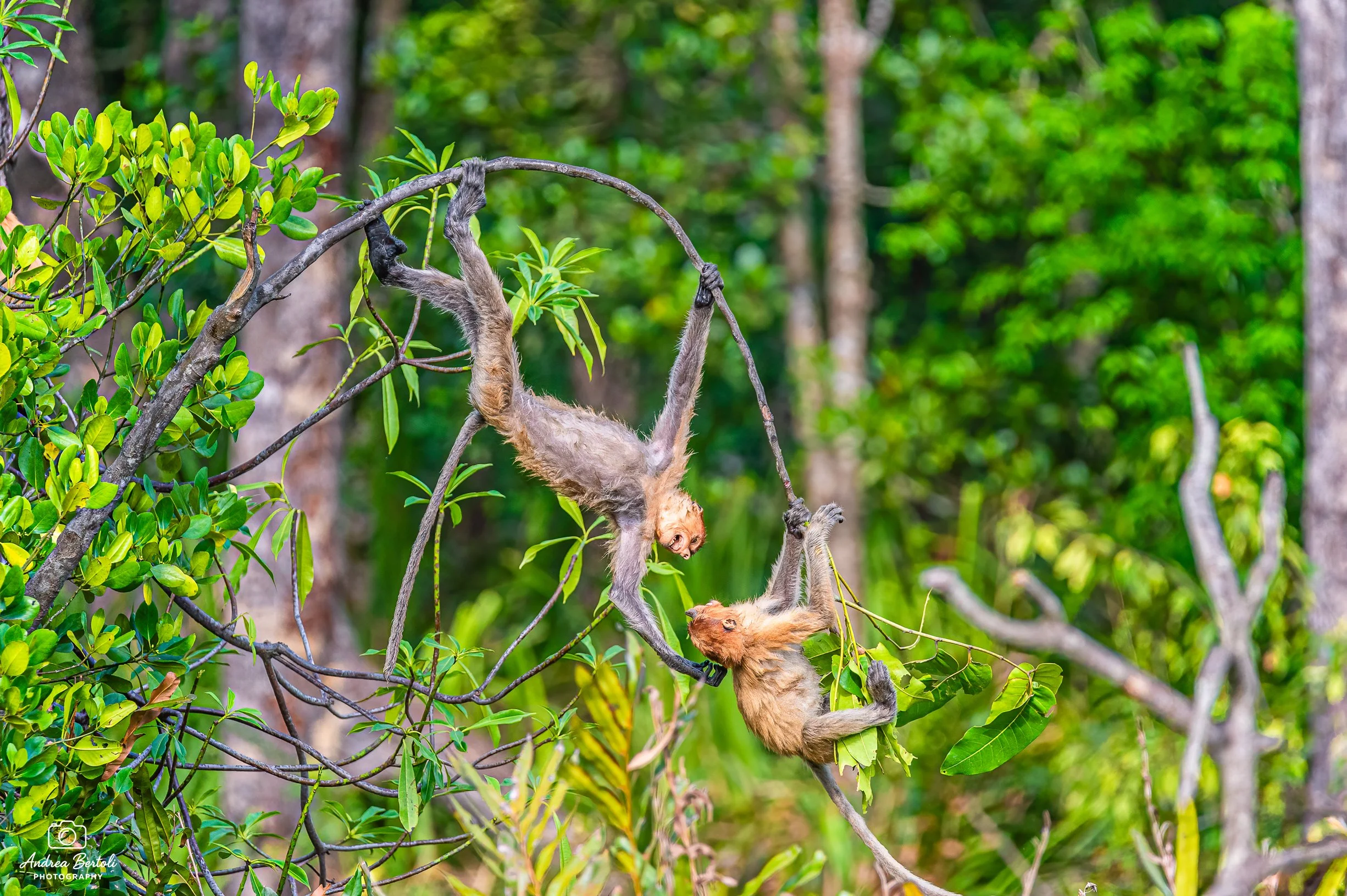 Due scimmie si arrampicano tra le foglie verdi di un albero nella foresta.