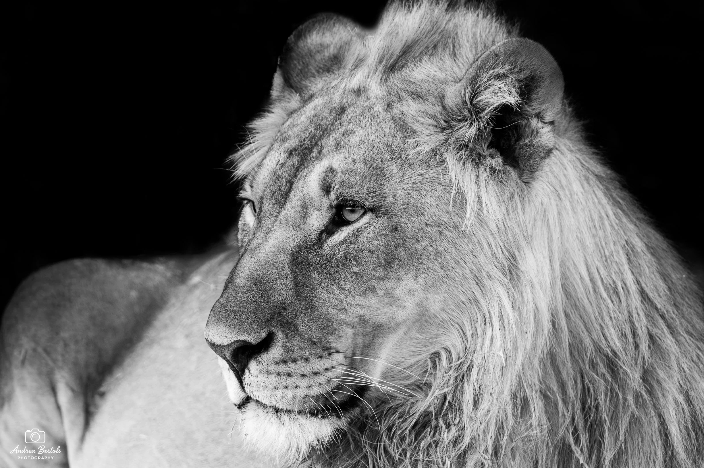Un leone in bianco e nero con un'espressione tranquilla, inquadratura ravvicinata