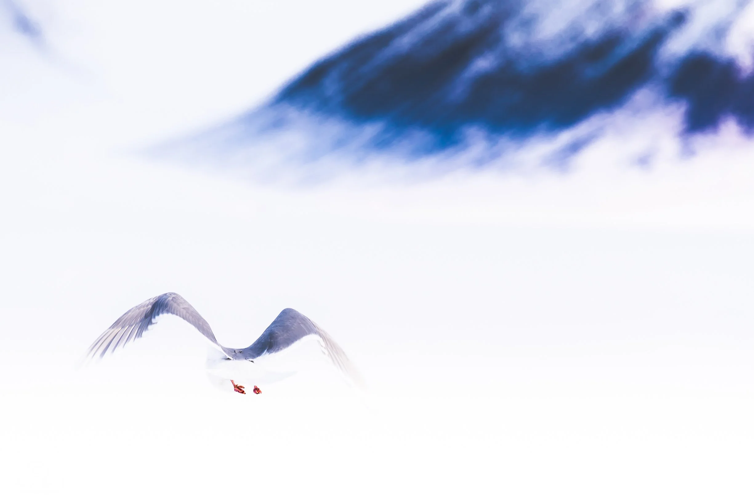 Gabbiani in volo sopra una distesa di neve con cielo nuvoloso alle Svalbard.