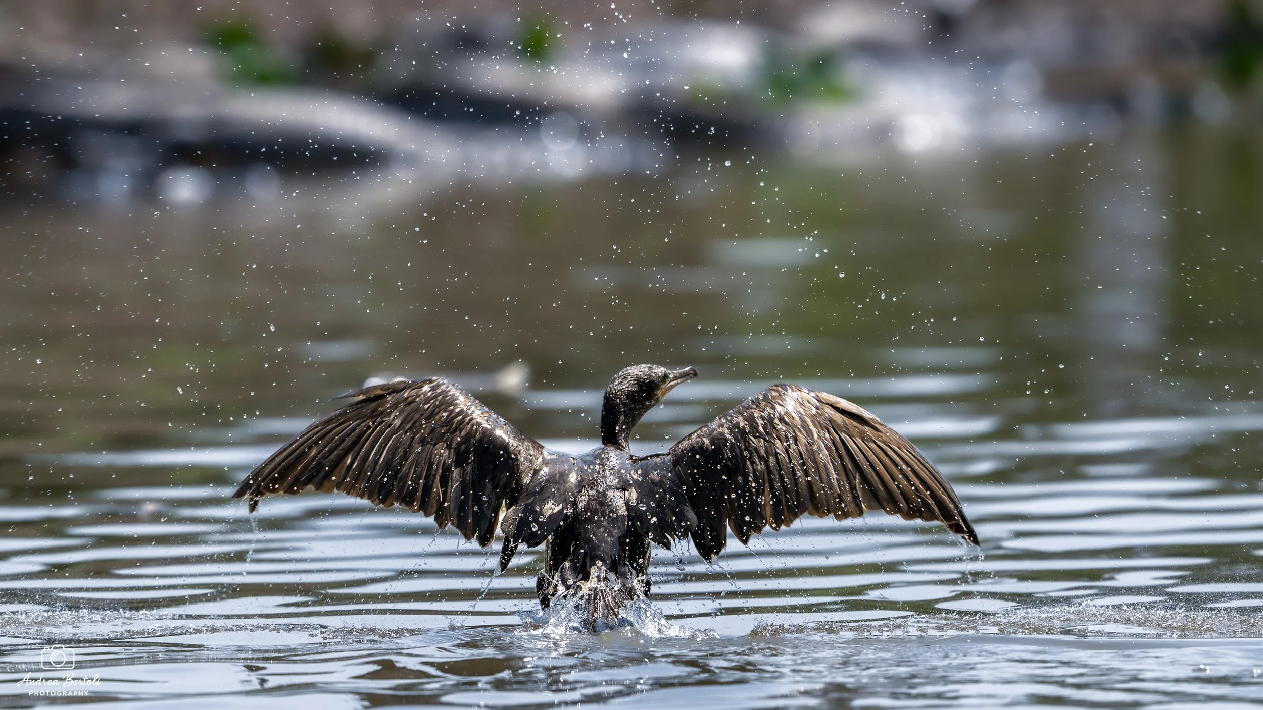 Un Cormorano Comune si solleva dall'acqua con le ali aperte, spruzzando acqua intorno a sé.