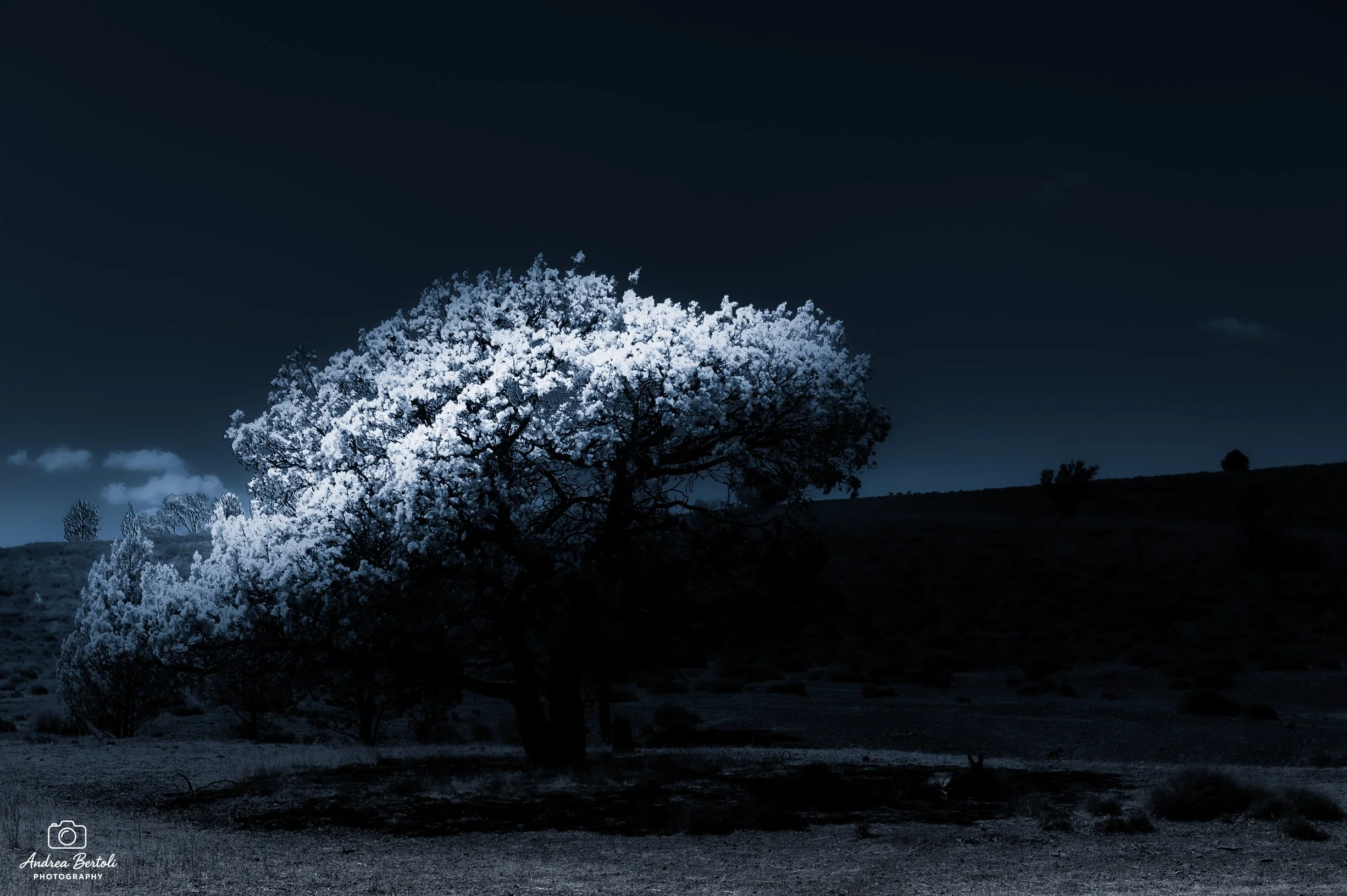 Albero con rami pieni di fiori bianchi sotto un cielo notturno scuro.