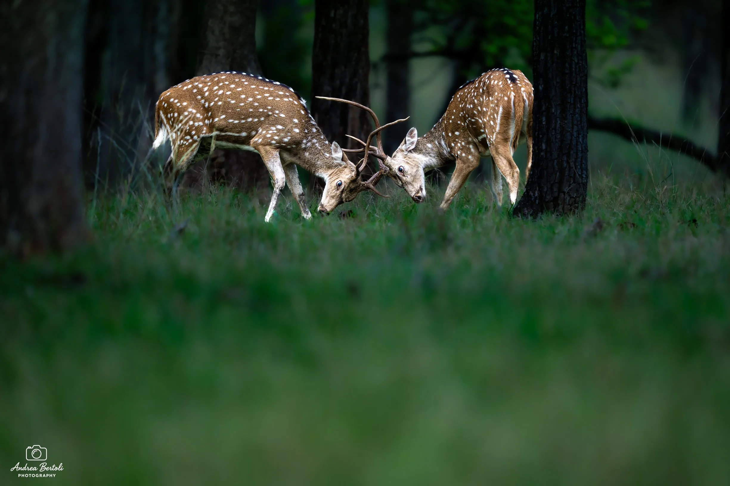 Due cervi di fronte che combattono, con corna intrecciate, in piedi in un bosco con alberi.