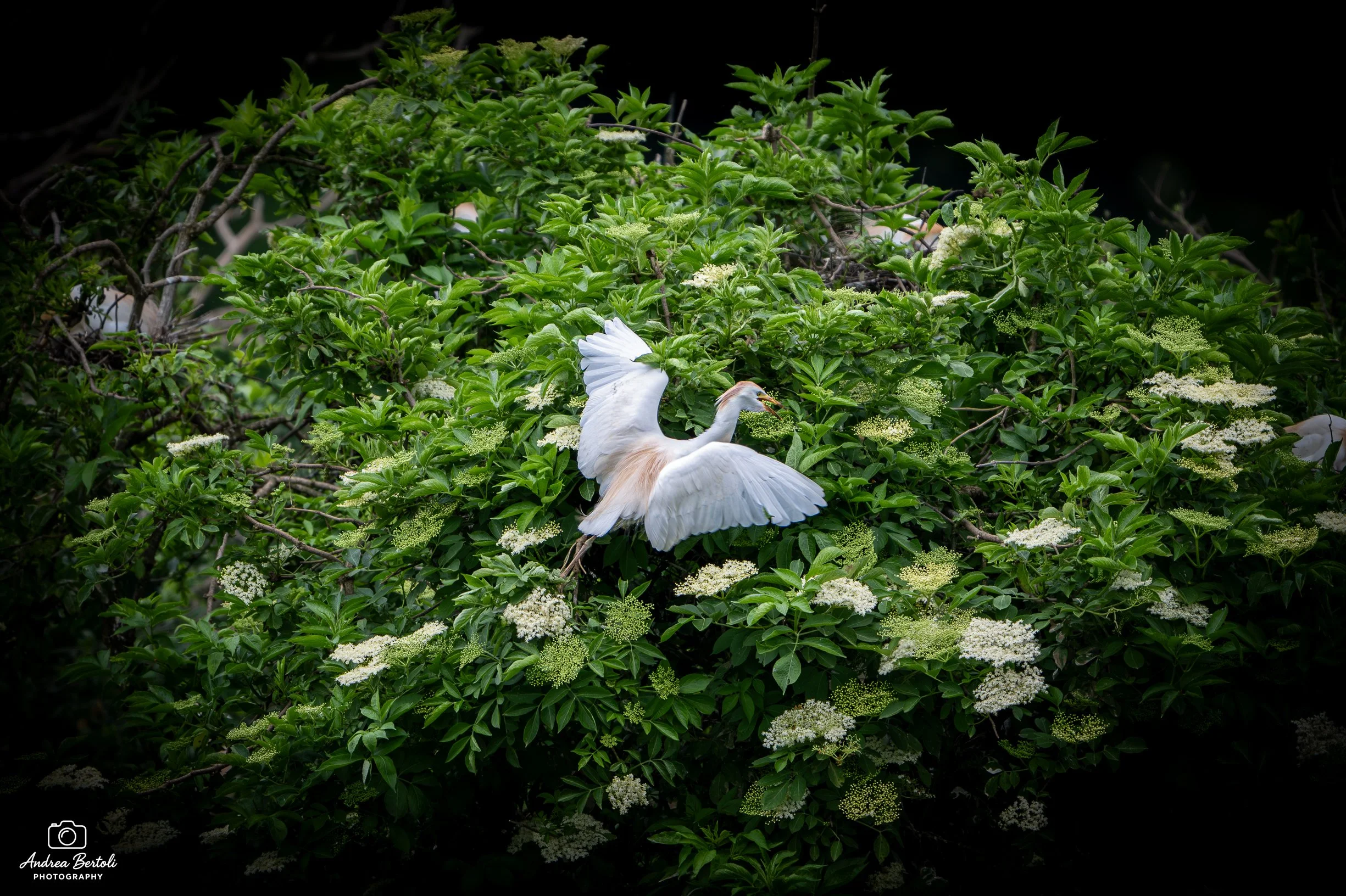 Un airone bianco che si trova tra foglie verdi e fiori bianchi, contro uno sfondo scuro.