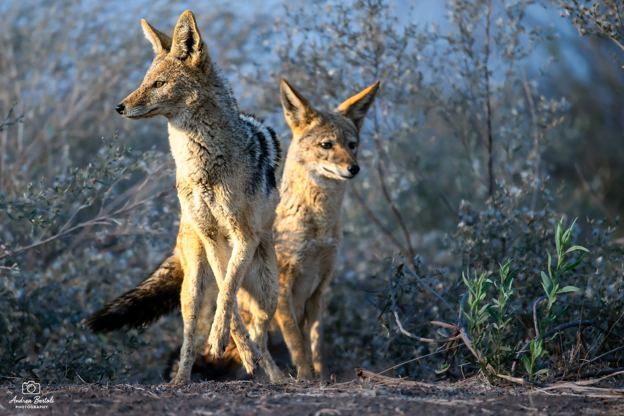 Due sciacalli che camminano nella natura, con vegetazione e arbusti intorno, durante l'ora del tramonto.