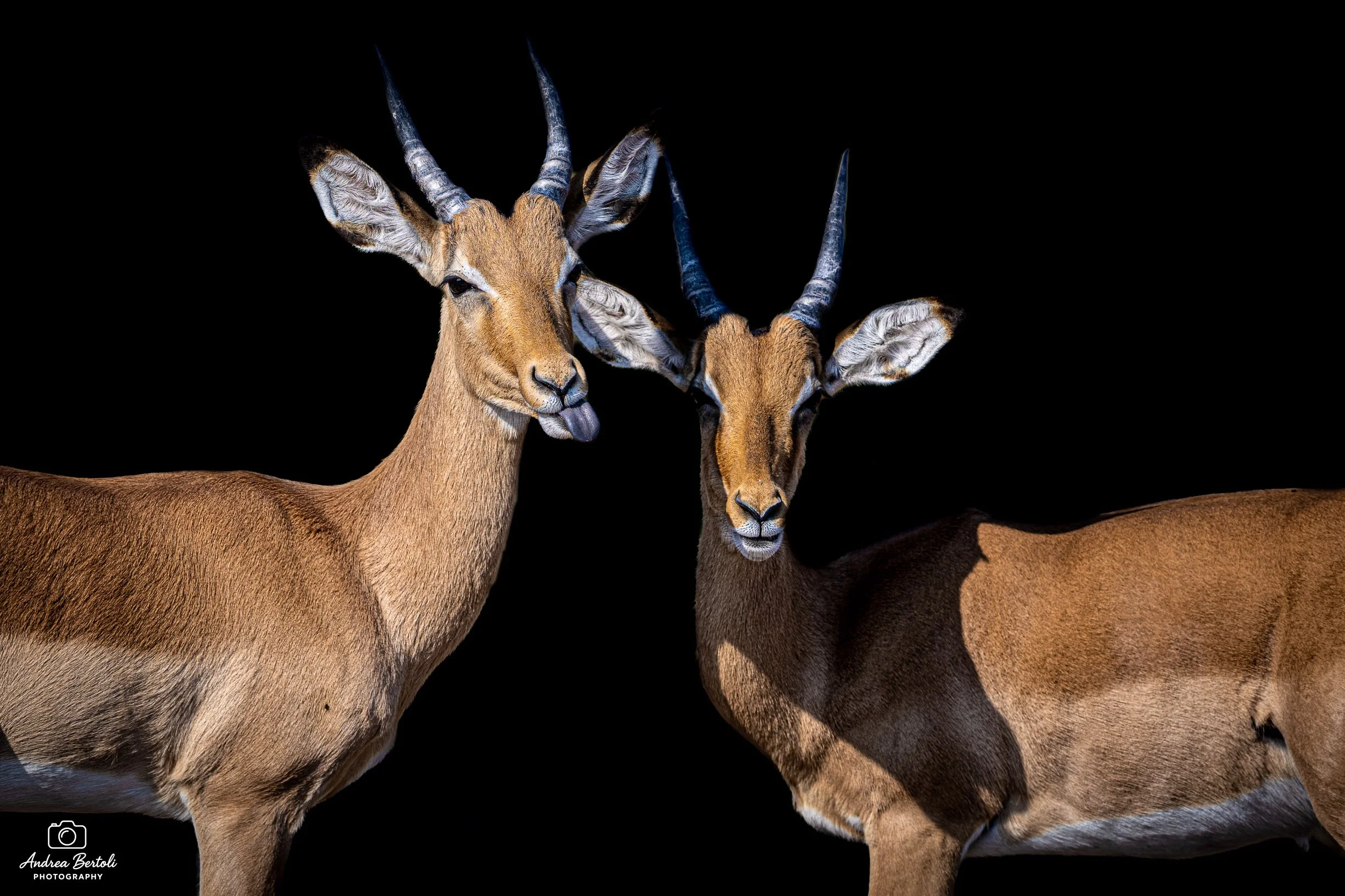 Due impala a formare un colpo di scena su uno sfondo nero