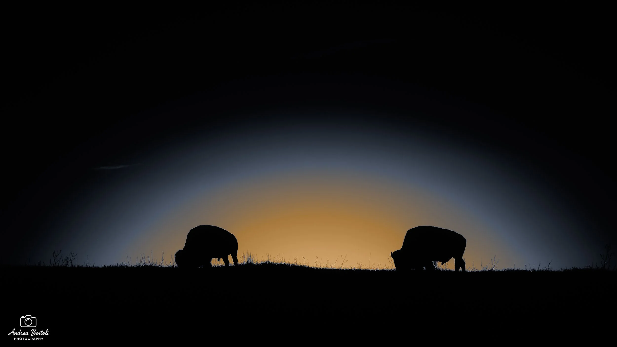 Bisonti al tramonto su un prato ad Antelope Island.