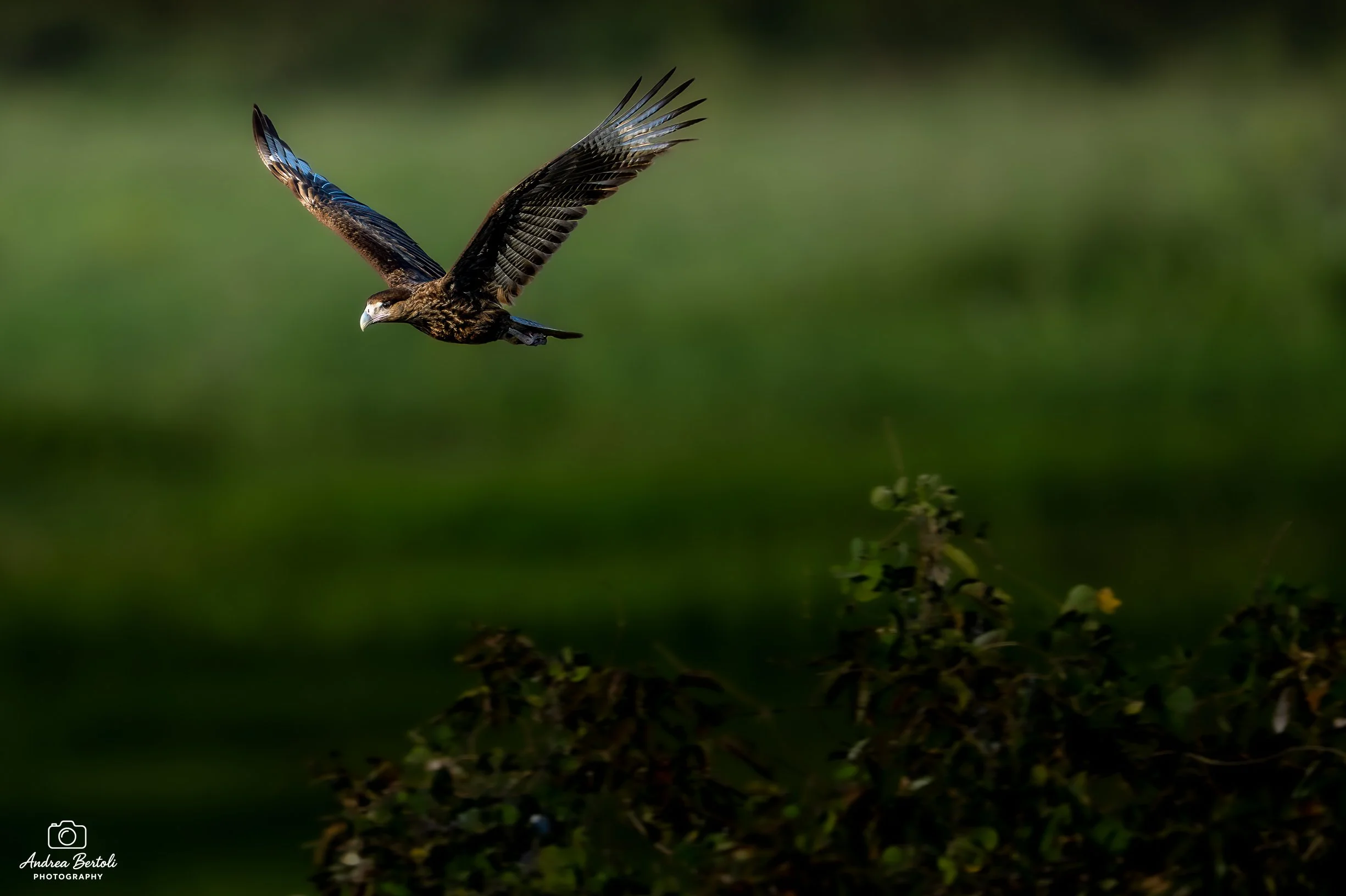 Un'aquila in volo con ali spiegate sopra un paesaggio verde con alcune piante.