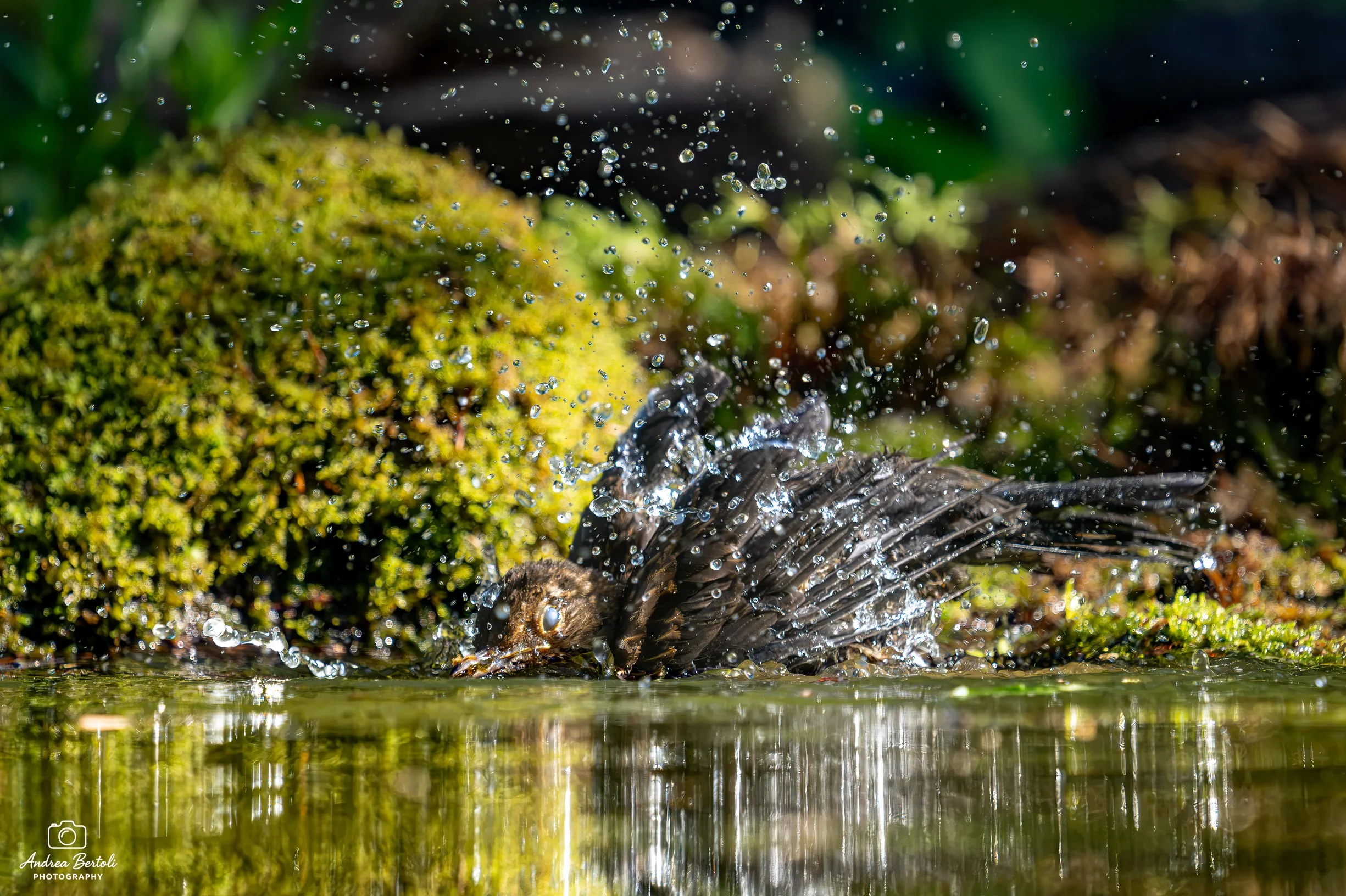 Un uccello si tuffa nell'acqua con schizzi visibili al momento dell'immersione, coperto di muschio e vegetazione fuori dall'acqua.