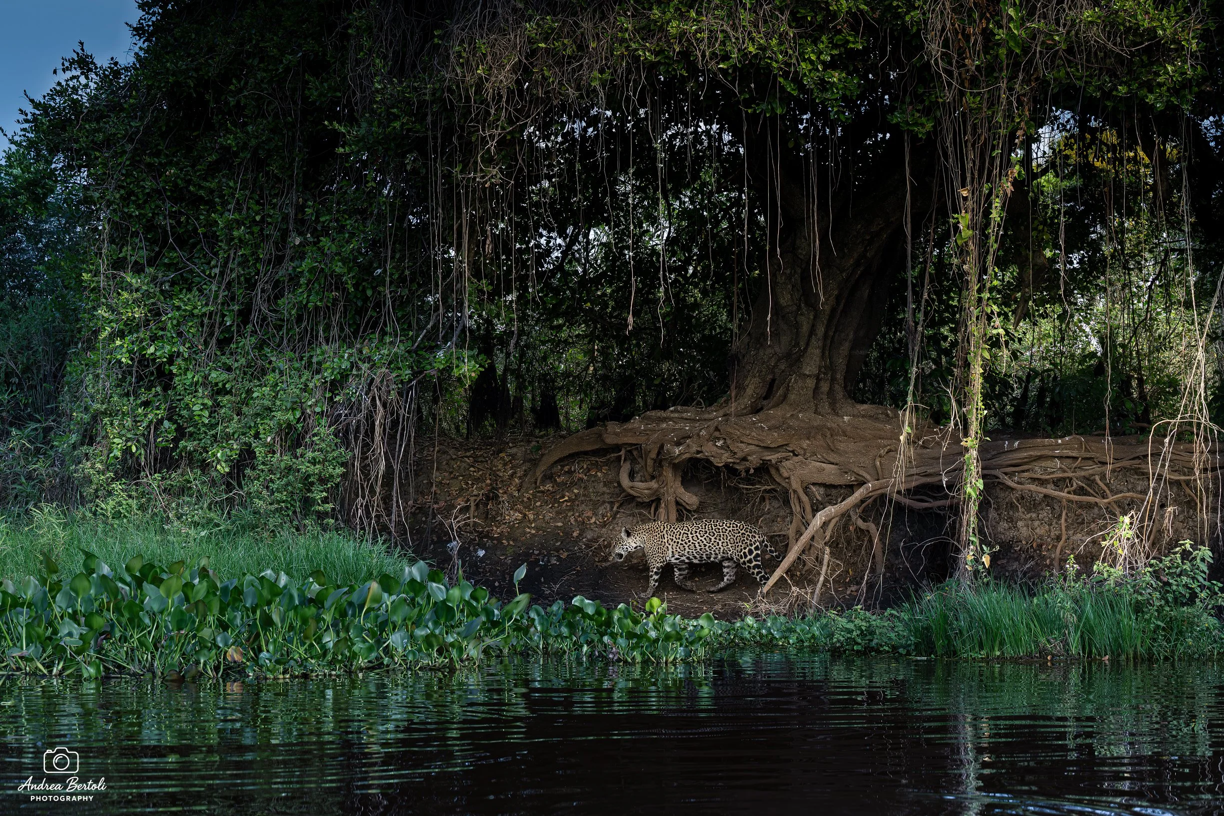 Una giaguaro che cammina vicino a un'albero con radici sporgenti, sotto un grande albero con rami pendenti, in un ambiente naturale vicino a un corso d'acqua con piante acquatiche sulla riva.