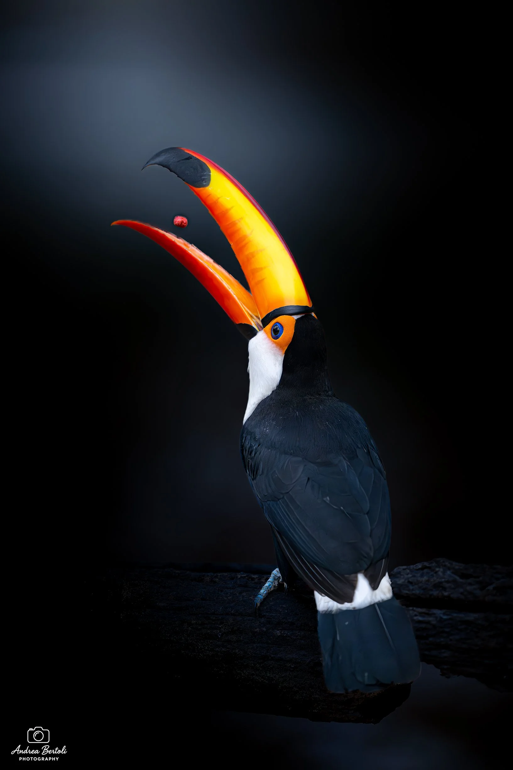 Un tucano con un grande becco arancione e nero, sfondo scuro.