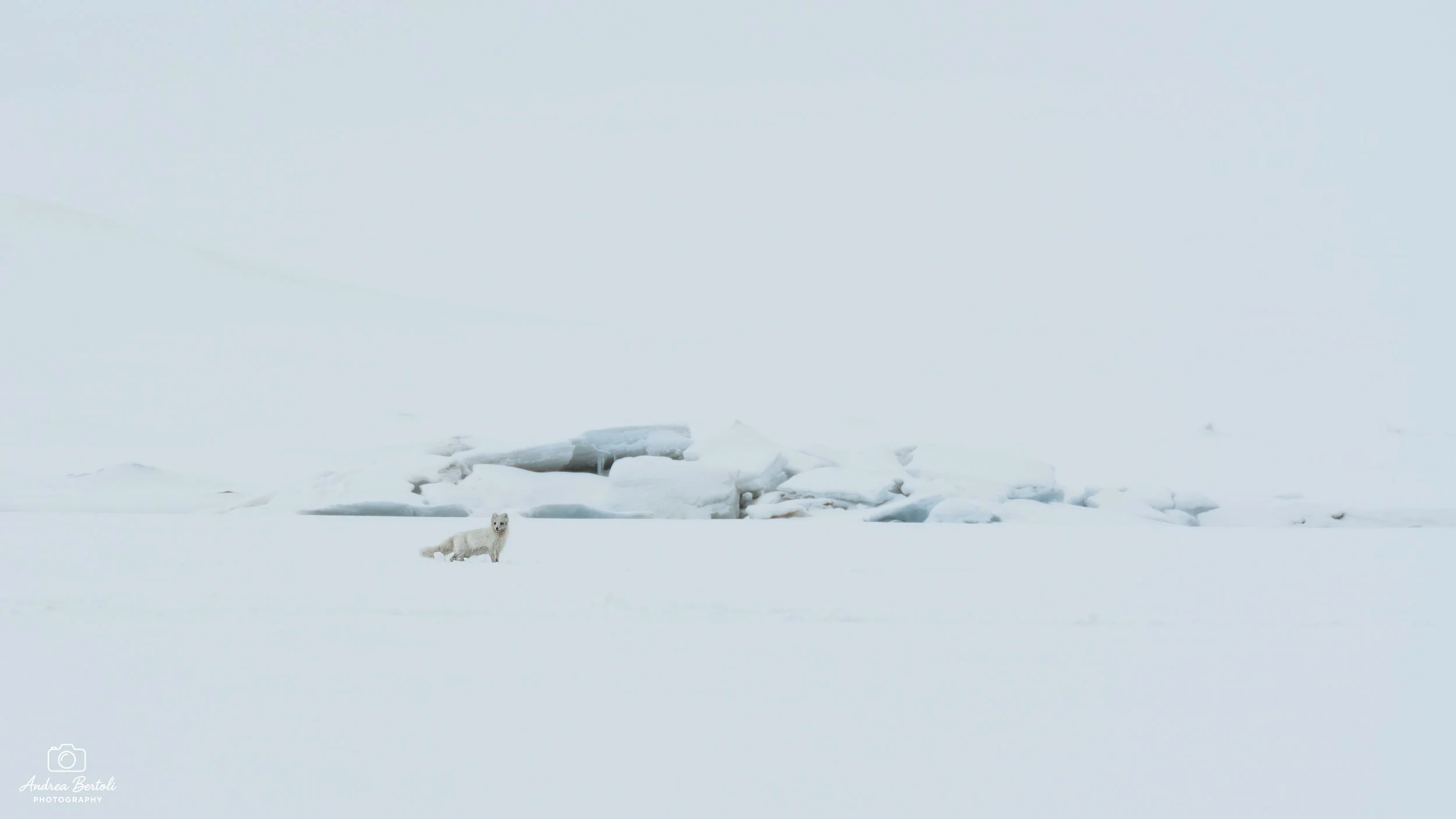 Un paio di tratti di ghiaccio e neve in un ambiente artico, con una volpe artica in piedi sulla neve.