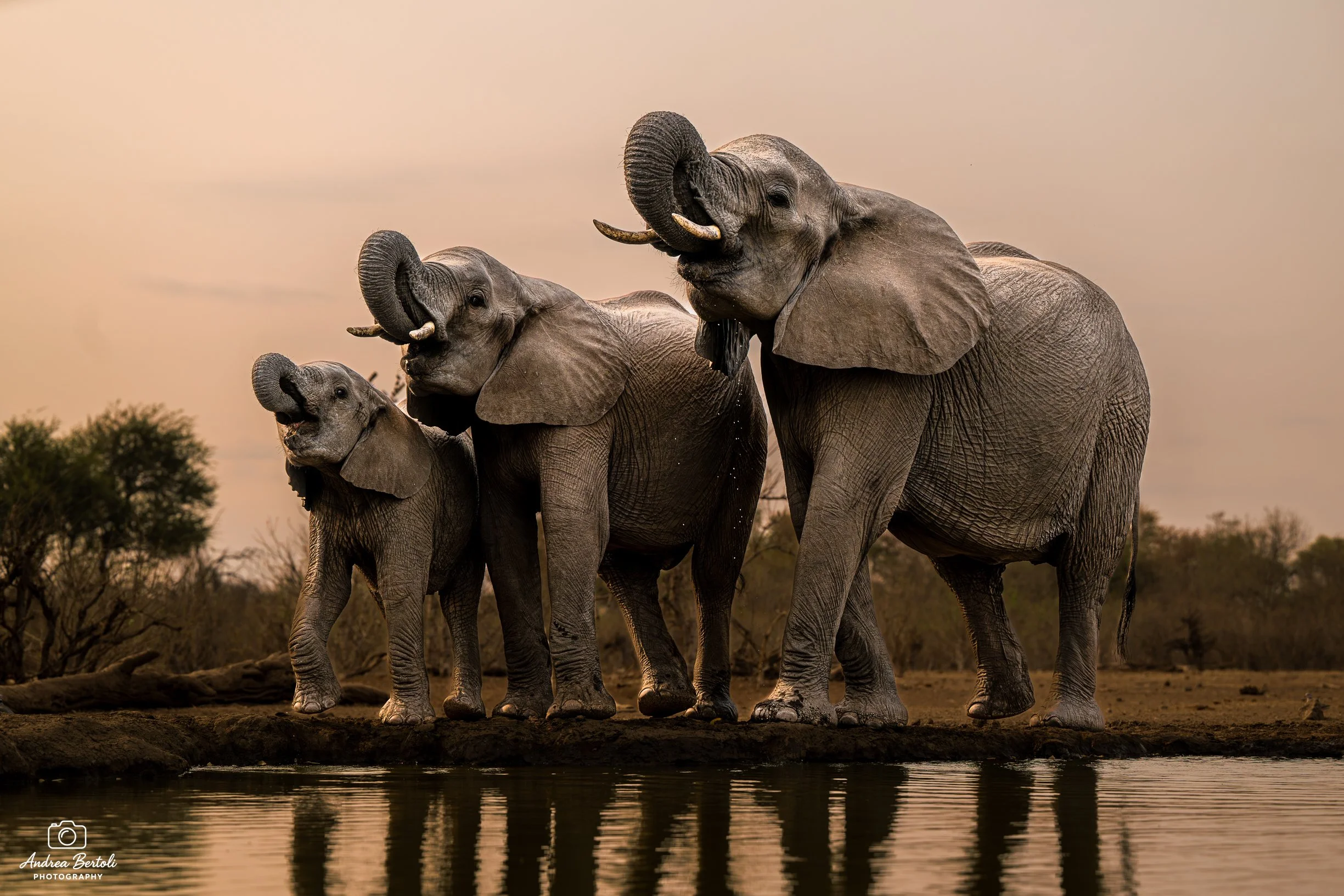 Tre elefanti che camminano vicino a un fiume in un paesaggio africano al tramonto.