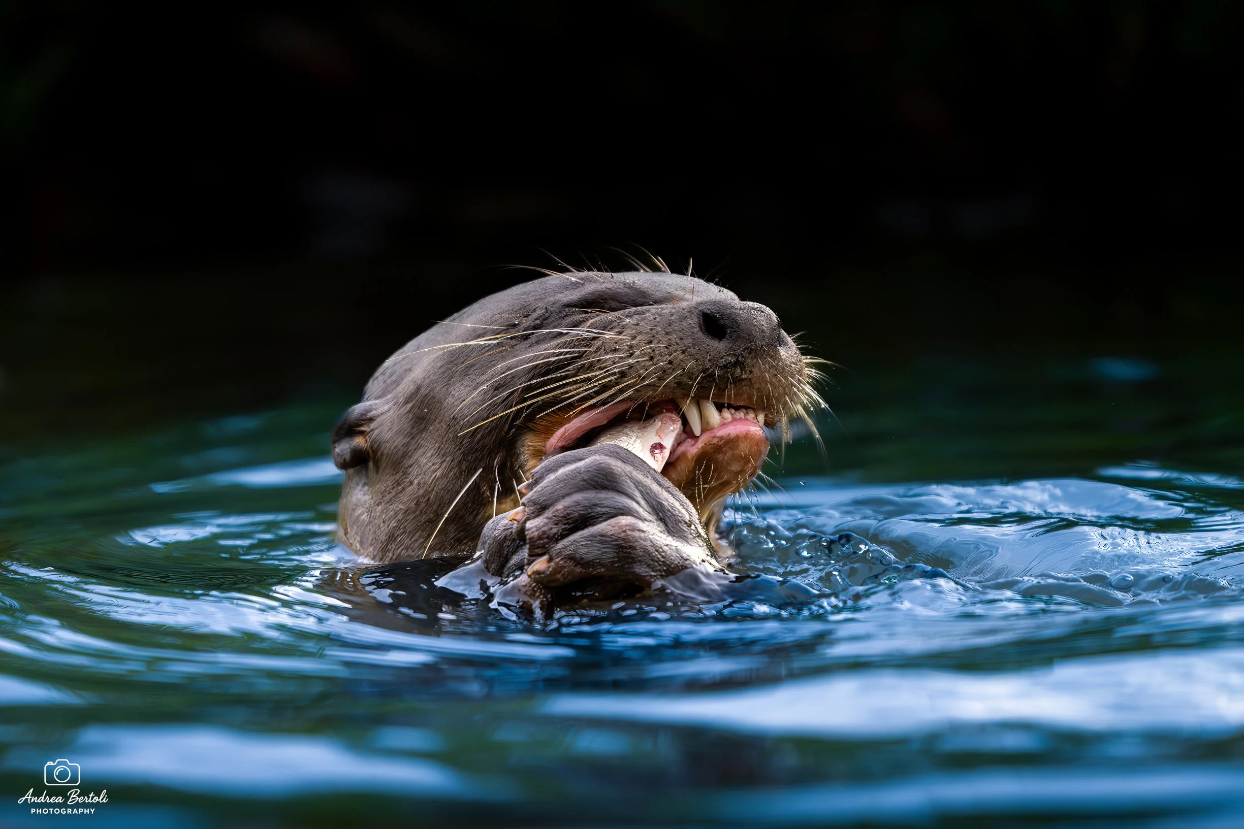 Una lontra in acqua con la testa sollevata, mostra i denti e il muso, sfondo scuro.
