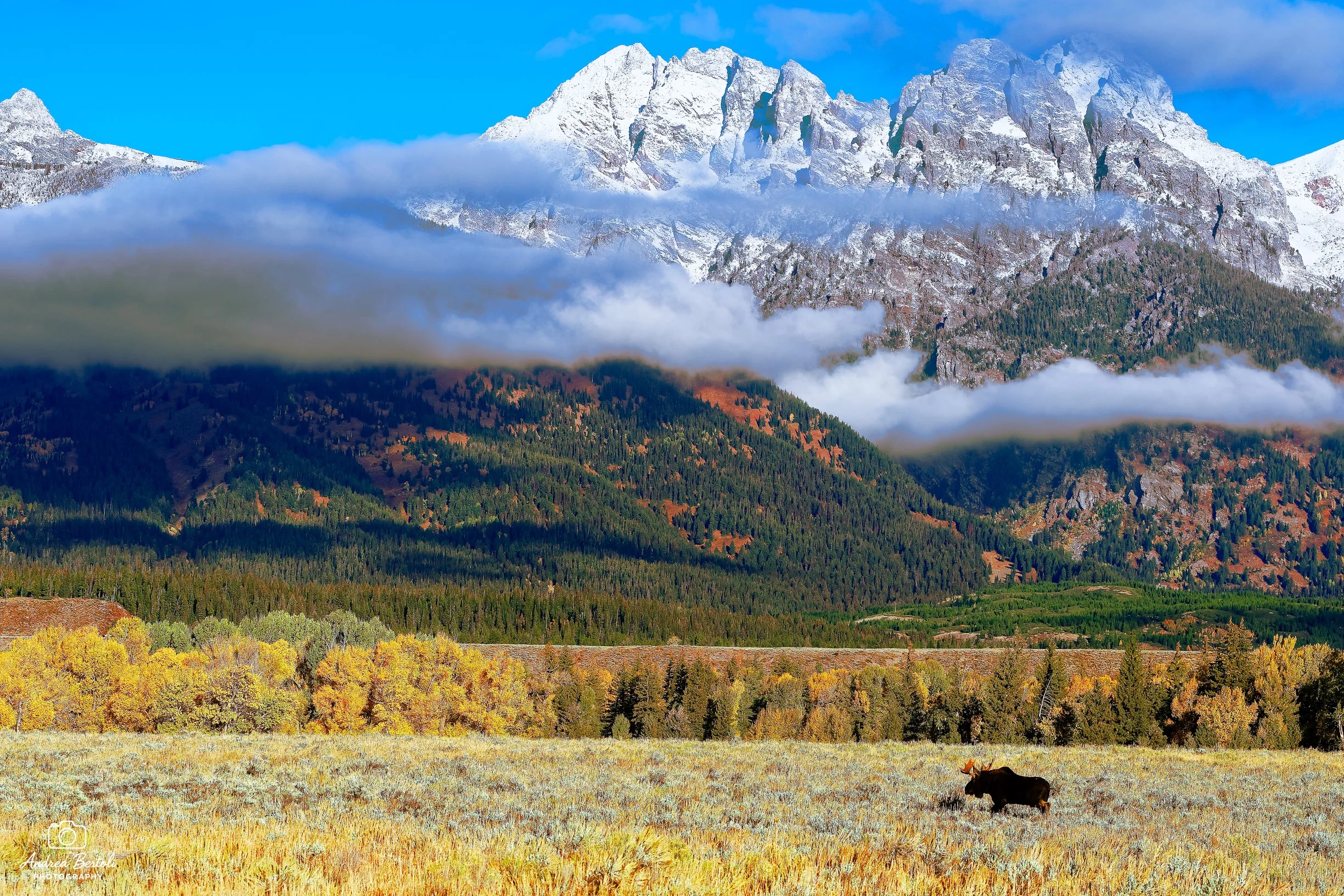 Paesaggio montano del Grand Teton con cime innevate, nuvole e foresta colorata. In primo piano, un campo con un'alce.