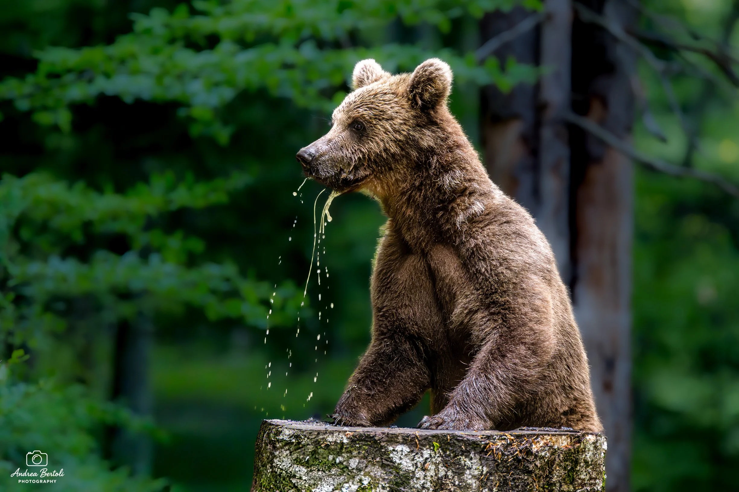 Cucciolo di orso bruno che si siede su un tronco in un'area forestale con foglie verdi sullo sfondo.