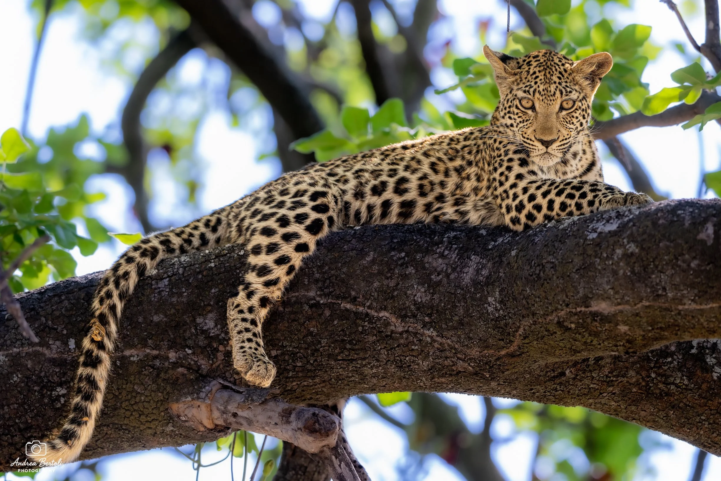 Un giovane leopardo si trova su un ramo di un albero tra foglie verdi, con il muso rivolto verso la fotocamera.