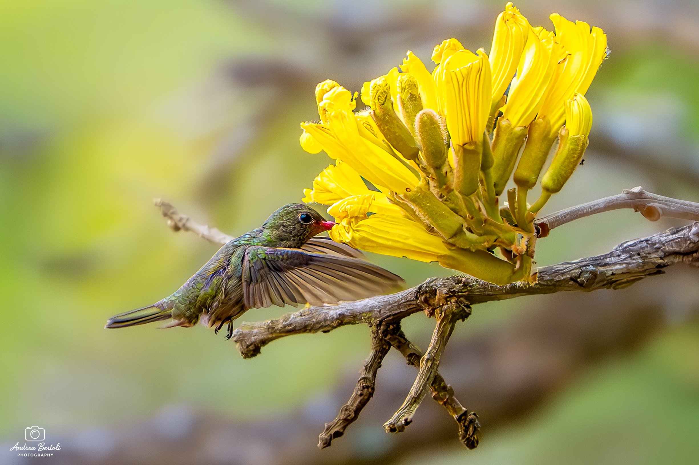 Un colibrì smeraldo si nutre di un fiore giallo brillante su un ramo verticale, con sfondo sfocato verde e marrone.