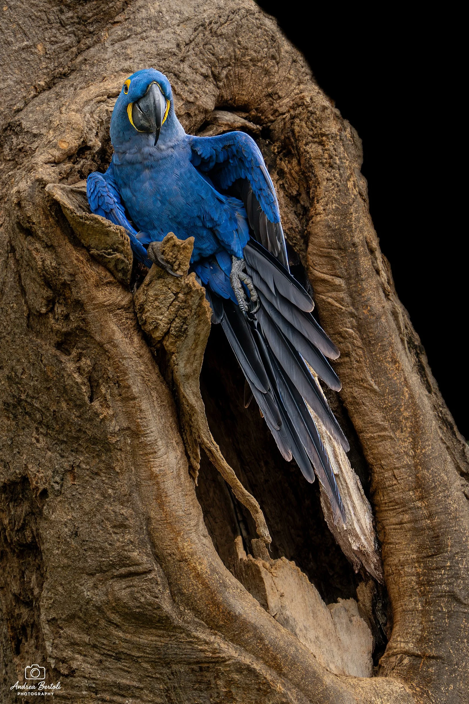 Un Ara Giacinto blu con dettagli gialli e nero, posato su un ramo di albero con corteccia marrone.