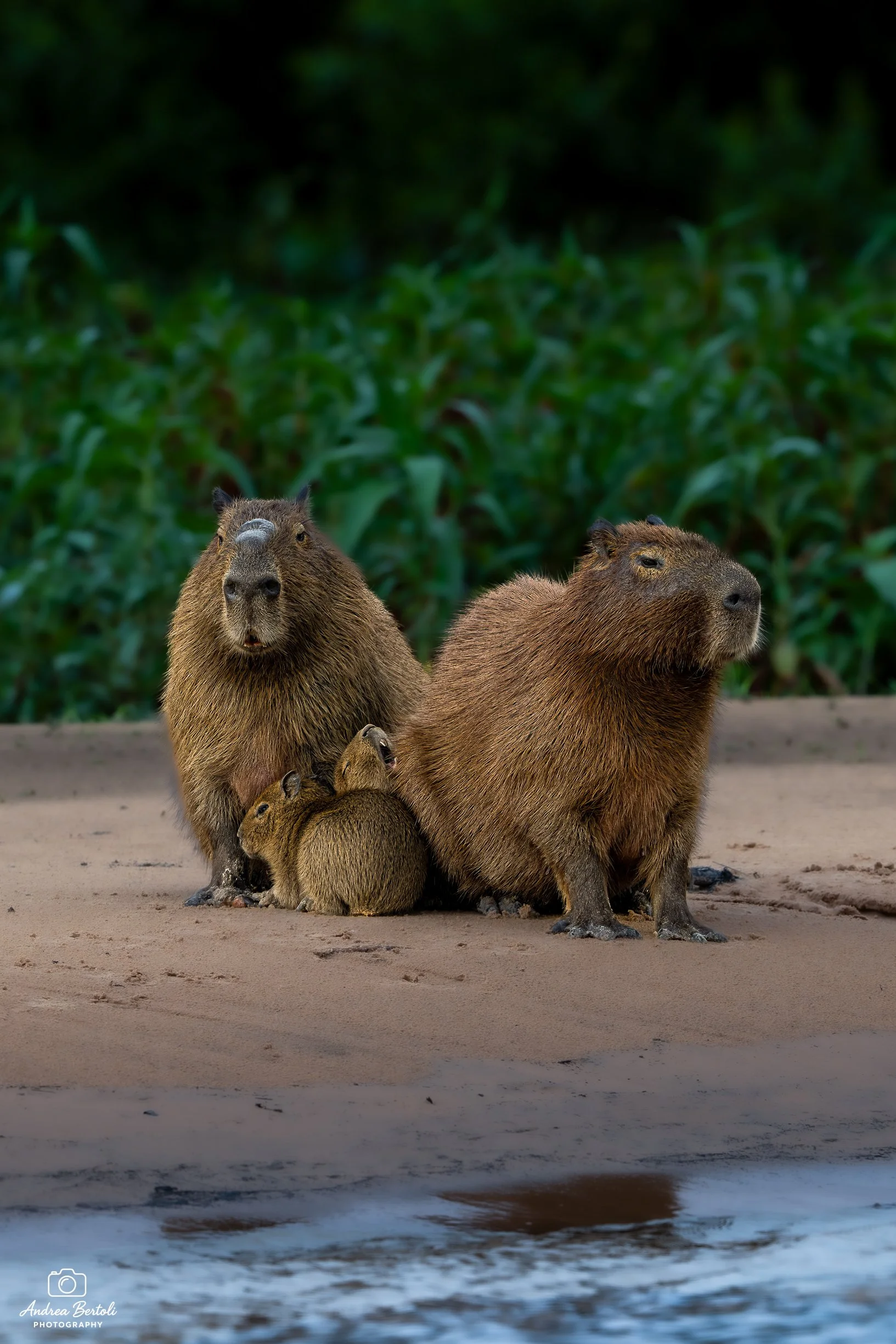 Un famiglia di capibara, tra cui due adulti e alcuni cuccioli, si trovano sulla riva di un fiume con una folta vegetazione verde sullo sfondo.