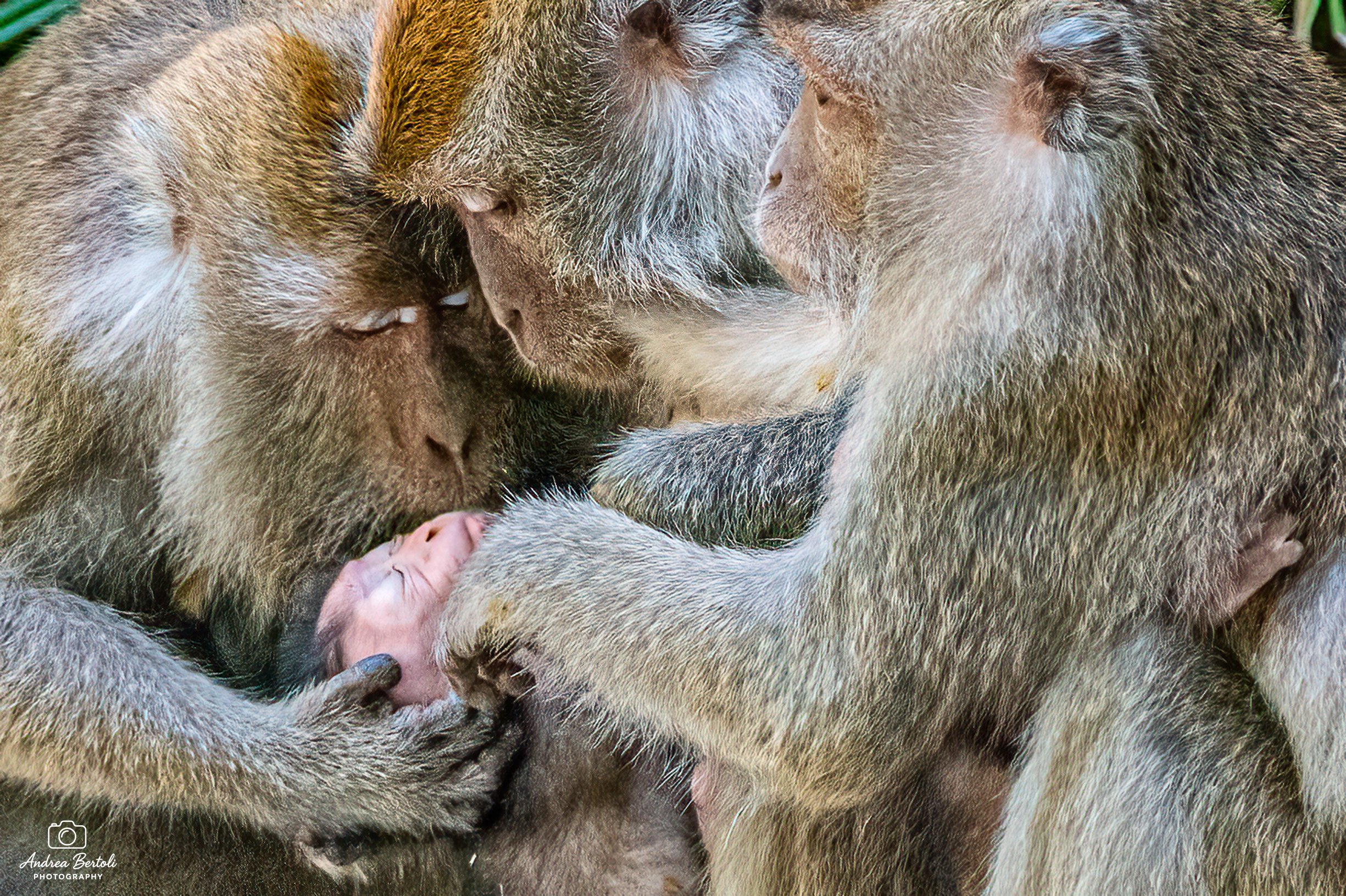 Gruppo di macachi che si prende cura di un cucciolo.