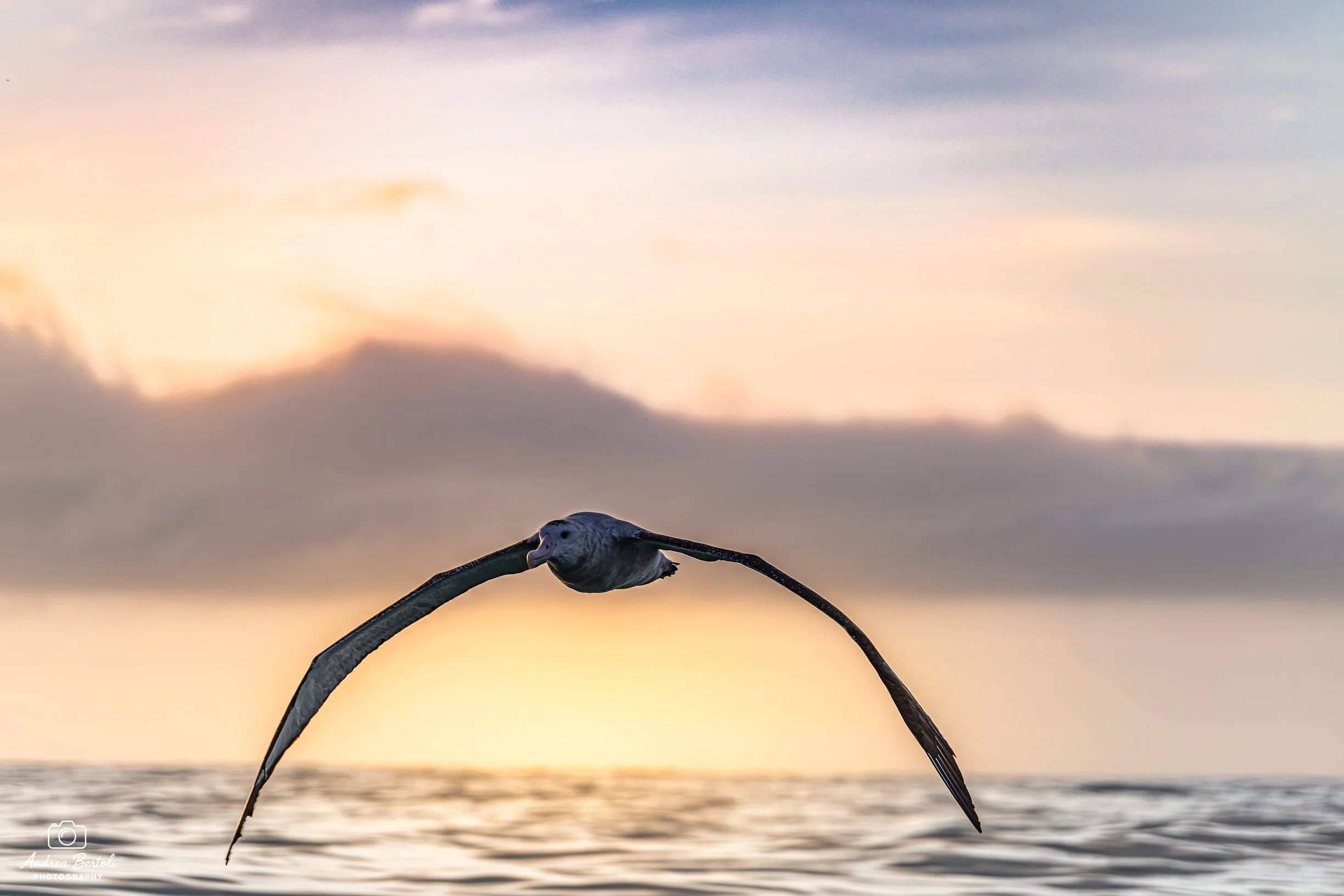 Gabbiano che vola sopra il mare durante il tramonto con nuvole sul cielo.