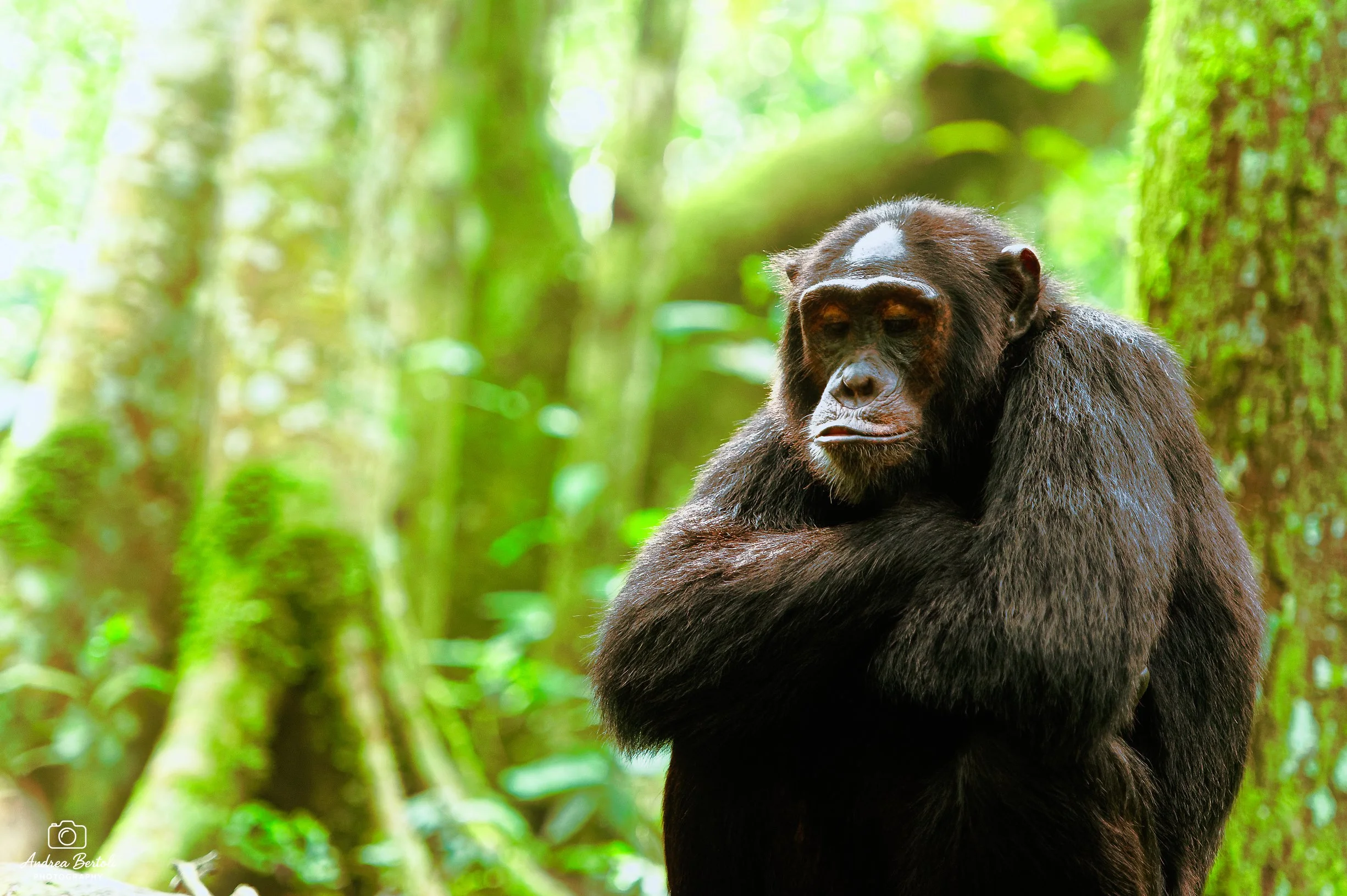 Un gorilla imbronciato seduto in una foresta verde, con costume normale, che guarda verso il basso.