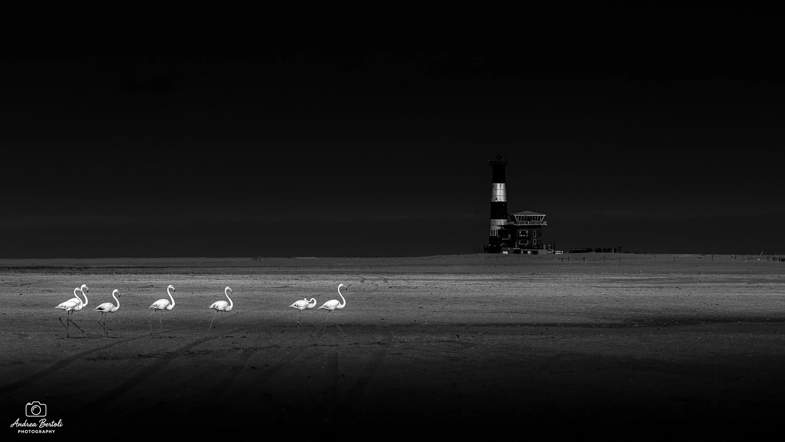 Gruppo di fenicotteri che camminano sulla spiaggia con un faro in lontananza, in tonalità di grigio e nero.