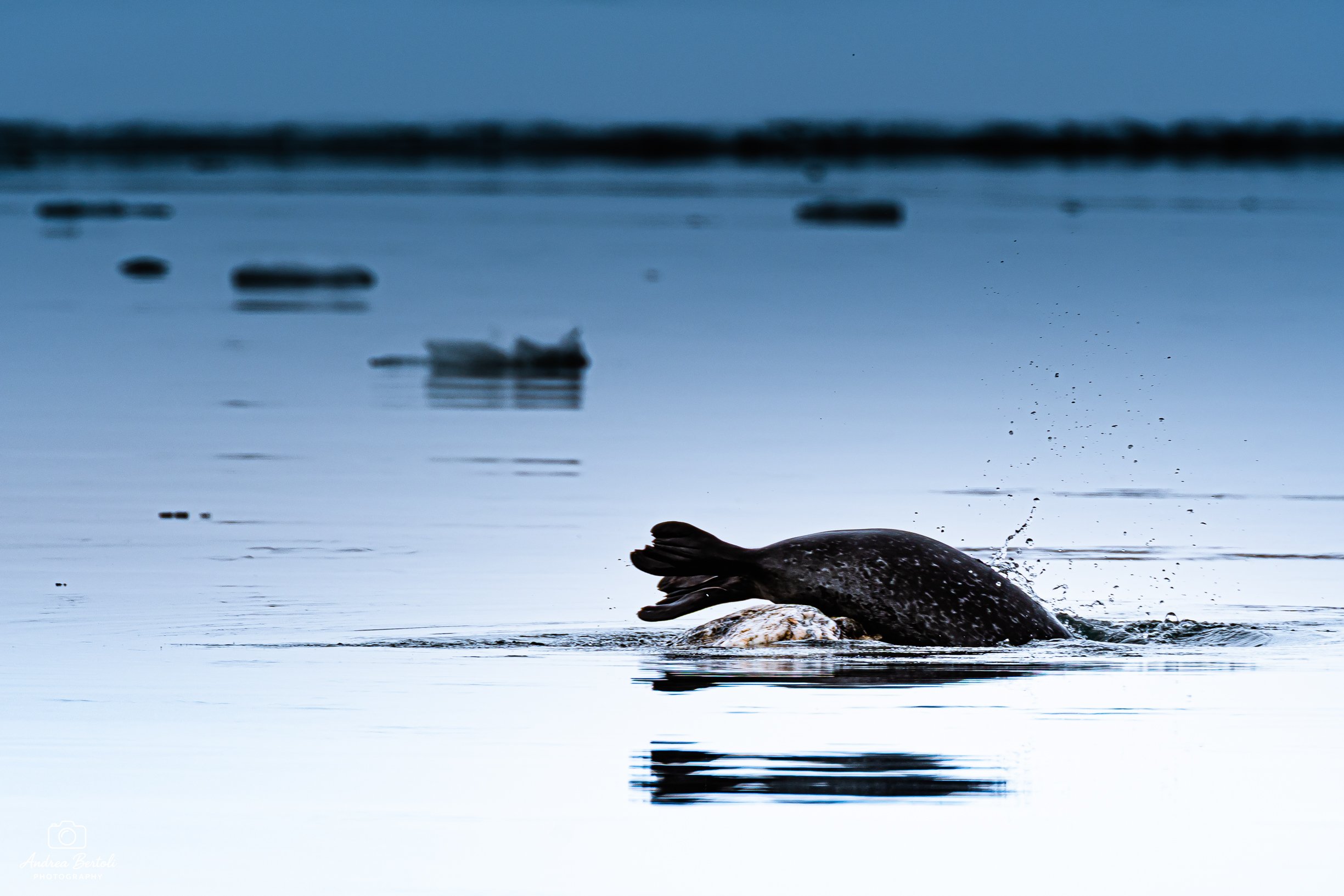 Una foca che si immerge nell'acqua vicino a una roccia, con una superficie di acqua calma e alcuni uccelli in volo sullo sfondo.