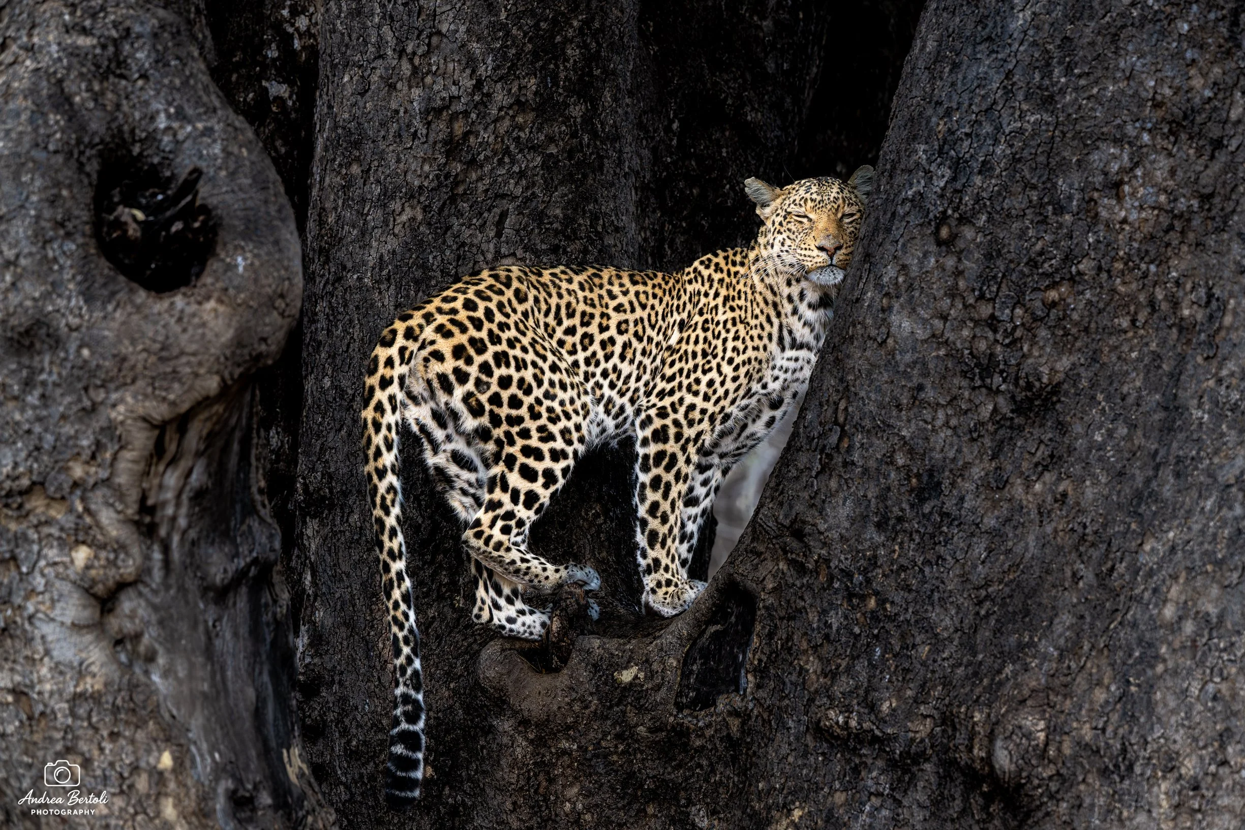 Un leopardo seduto tra i rami di un albero, con il manto maculato evidenziato dalla luce naturale.