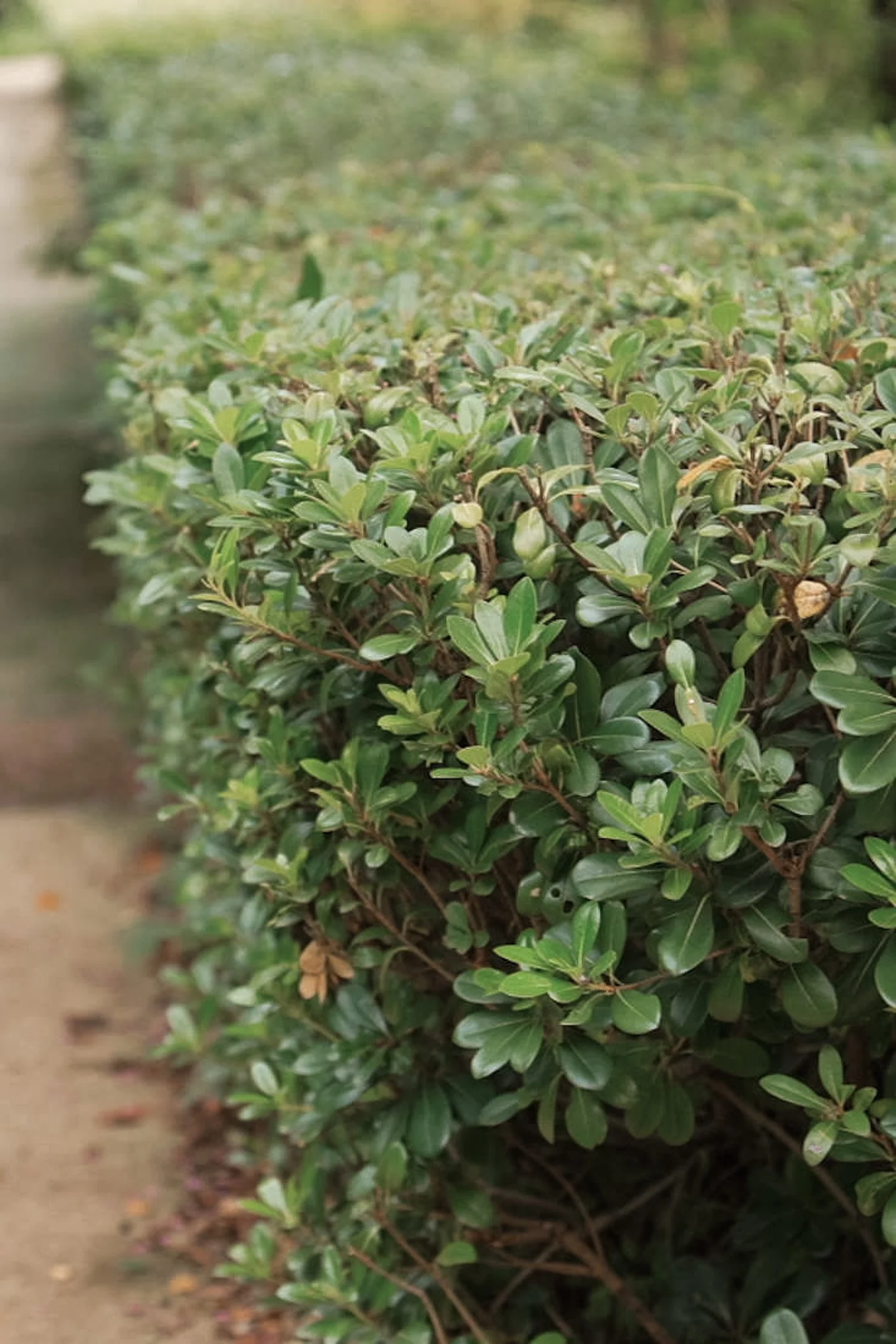 Plants for Privacy: Beyond the Traditional Hedge