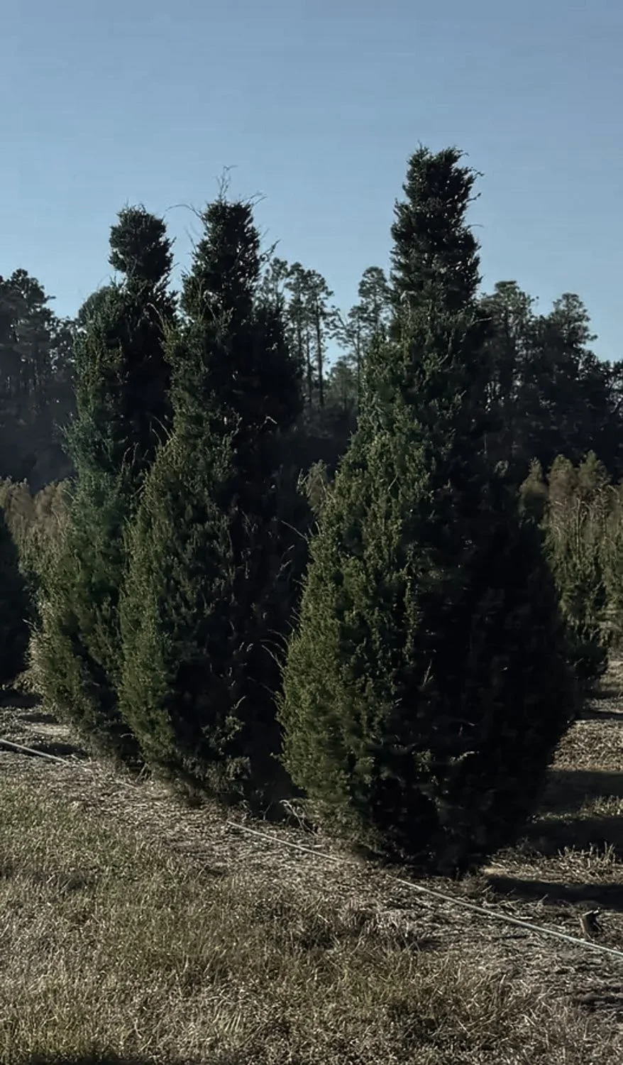 Brodie Juniper