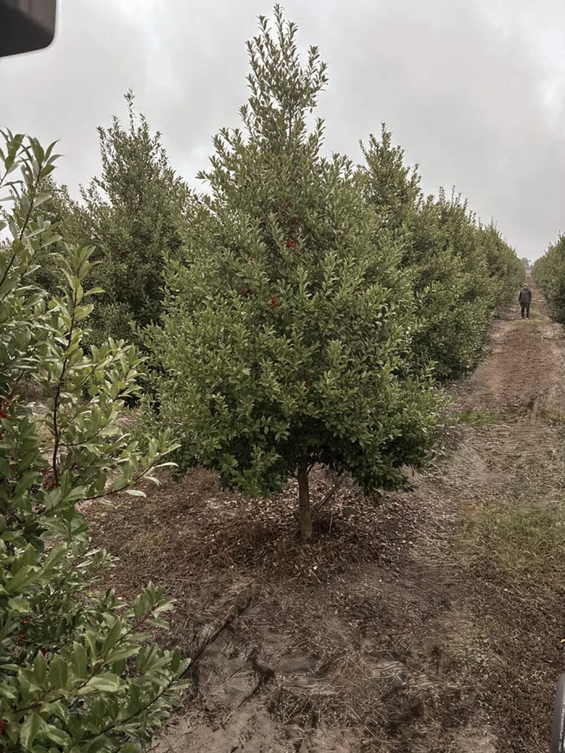 Eagleston Holly