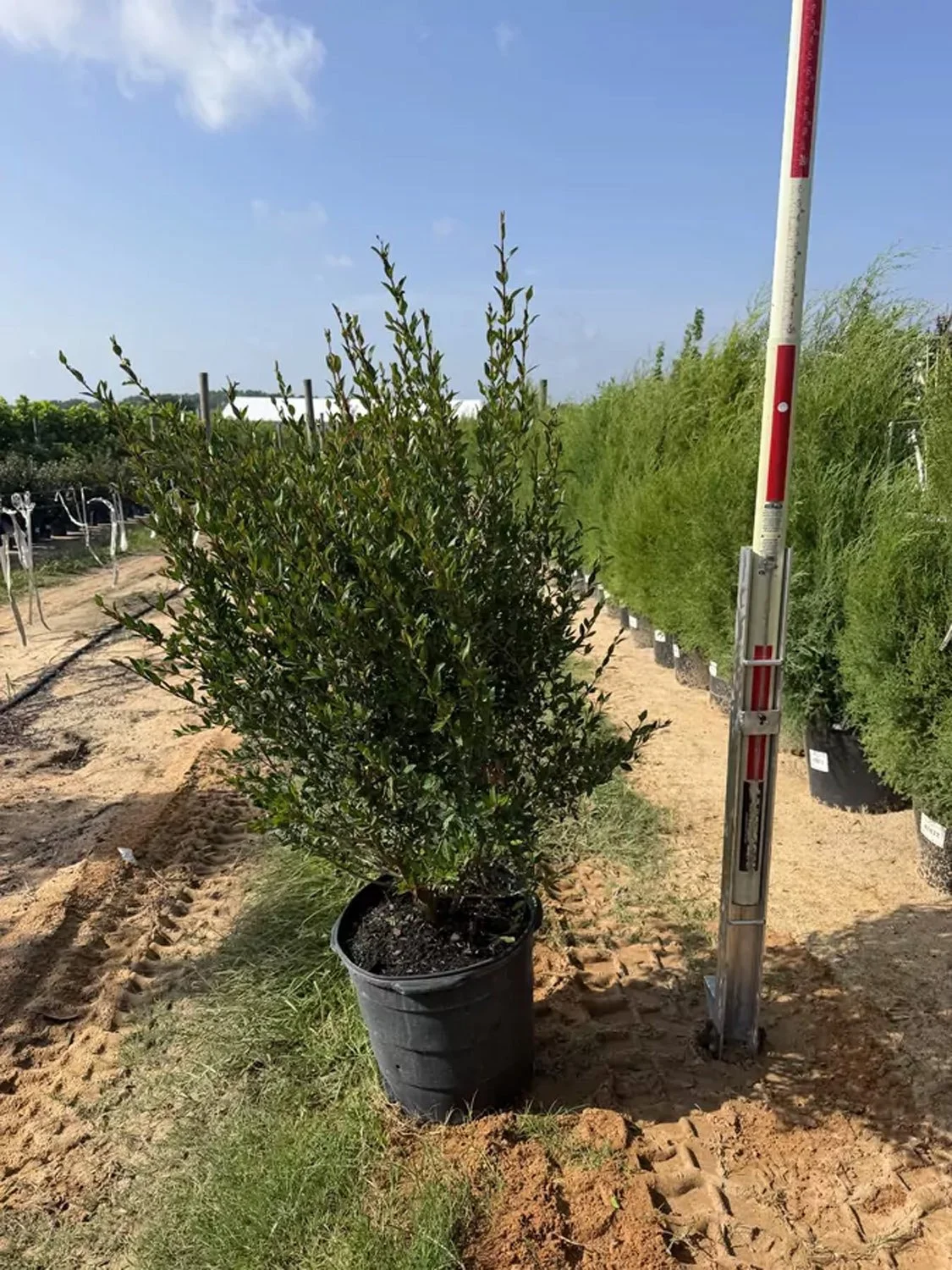 Walters Viburnum
