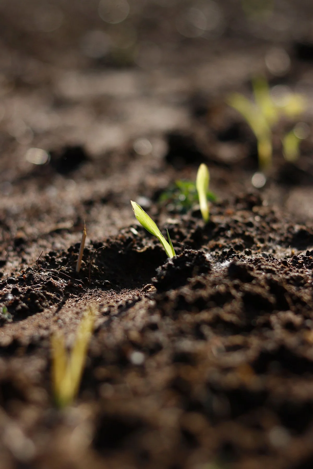 What Is a Weed Seed Bank?