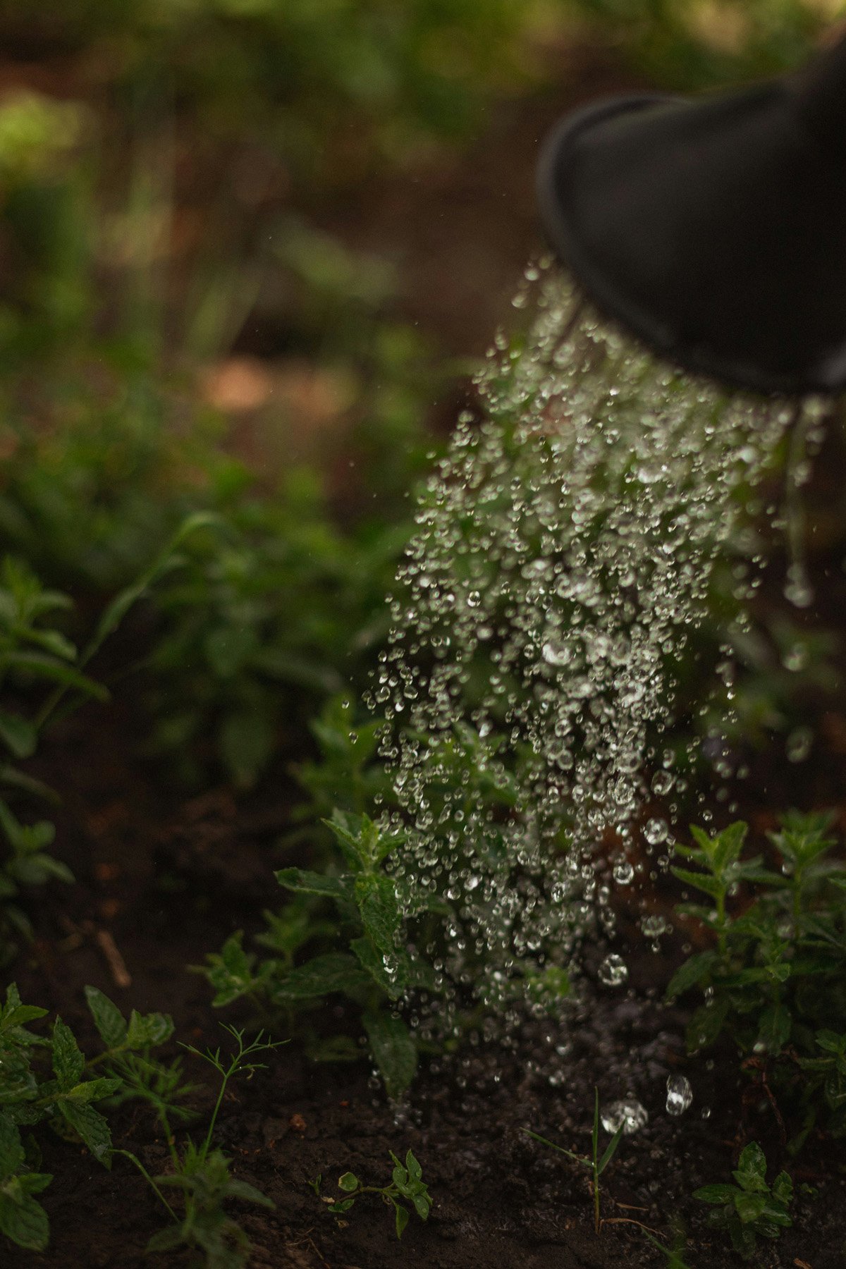 Watering New Landscapes: The Key to Long-Term Success