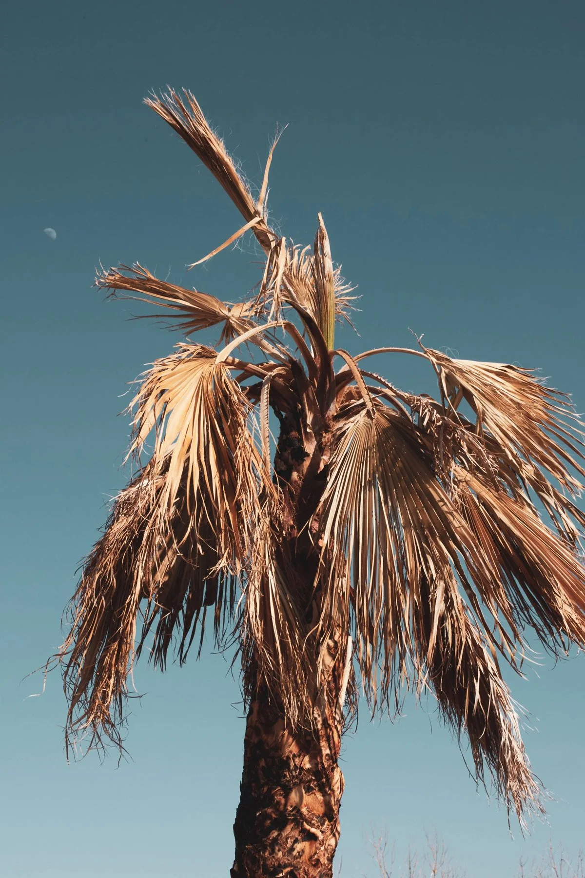 Palm Inoculations: Why the Recommendations Keep Changing