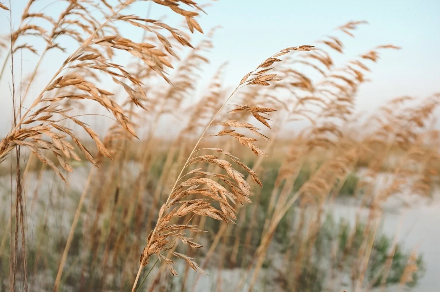 Close-up of sea oats swaying in the breeze near a body of water with a clear sky in the background.