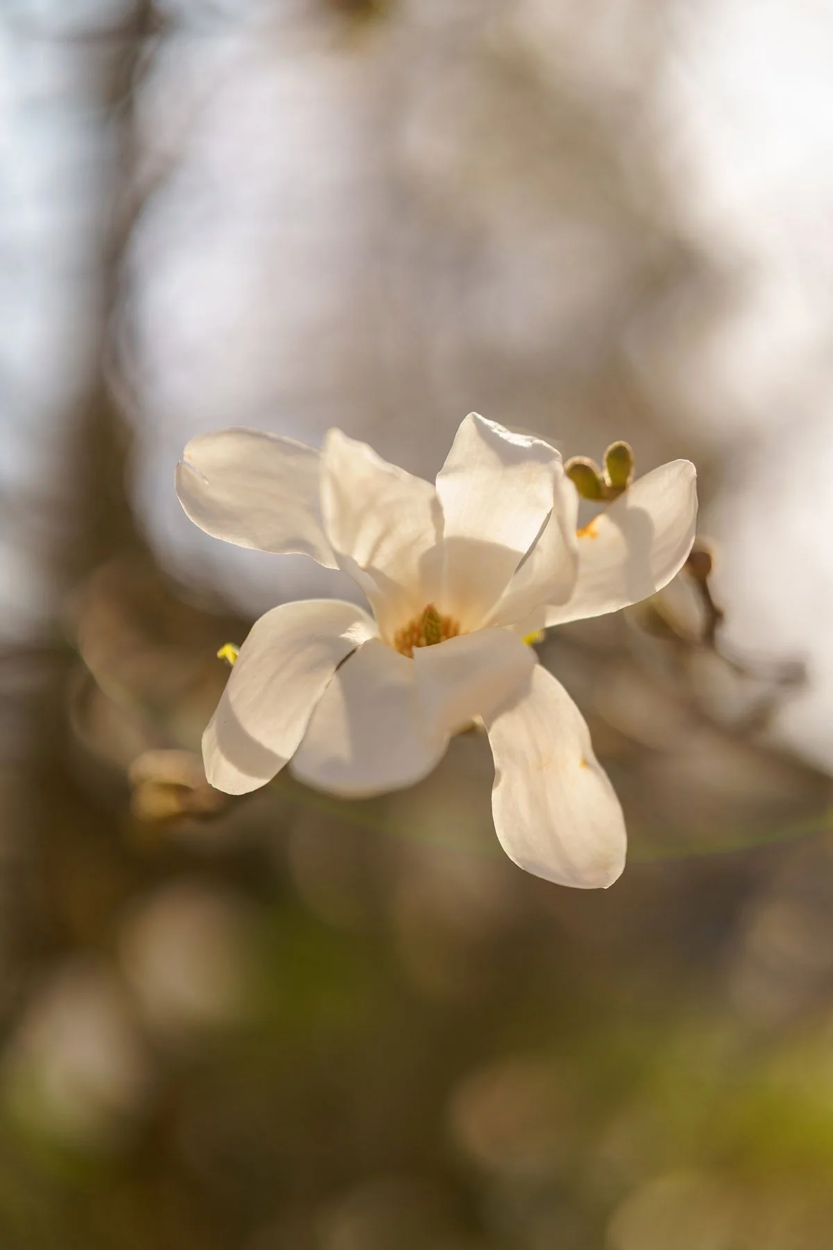 Close-up of a white flower with soft background blur.