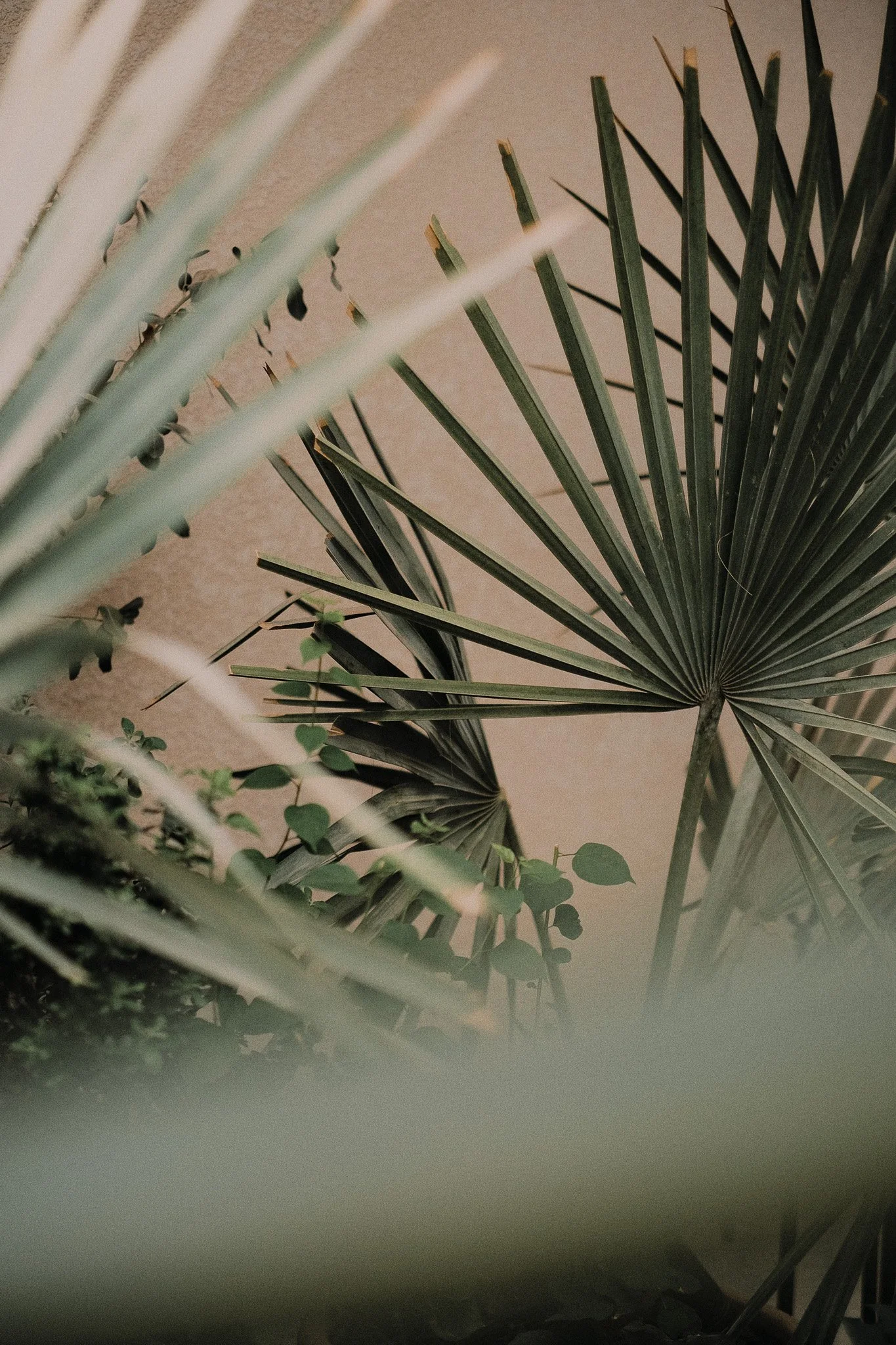 Close-up of three types of palm leaves, some with spiky edges, against a light beige background